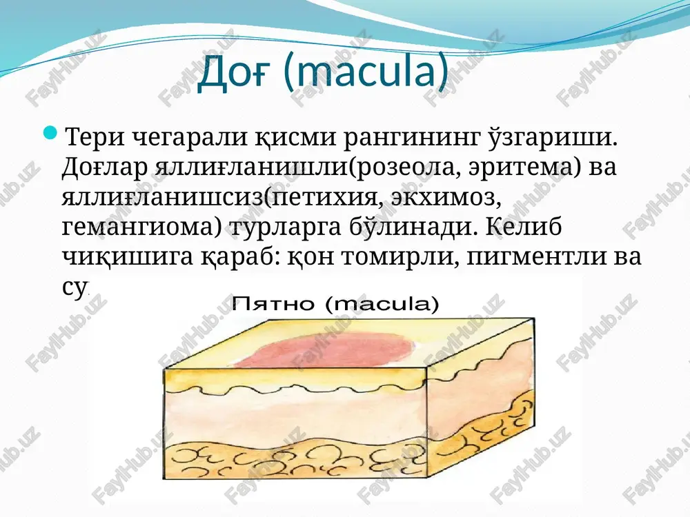 ufakcha, pufak yiringchalar ichidagi ekssudatlar qurishidan yoki eroziya, yaralar yuzasidagi ajralma qurishi natijasida kuzatiladi. shuning uchun qaloqlar seroz, konli, yiringli bo'lib, teri satxidan ko'tarilib turadi. chandiq derma, gipodermanmng chuqur jaroxatlanishi natijasida, yarani bitishi natijasida xosil bo'ladigan yangi to'qimadir. chandiq asosan kollagen to'qimalardan tashkil topgan. chandiq yuzasi tekis silliq bo'lib, yuzasida tuk bo'lmaydi. vegetatsiya vegetatsiya- ko'payib tarqalish ma'nosini anglatadi. epidermisni tikanaksimon qavatining qalinlashishi va dermaning so'rg'ichsimon qavatining o'sib ketishi bilan kechadi. vegetatsiya ko'rinishi xo'roz tojini yoki gulkaramni eslatadi. (o'tkir uchli kandilomalar) lixenizatsiya terining quruqlashib, zichlashib dao'allashishi bo'lib, epidermis va terining so'r0ichsimon qavatida kuchli infiltratsiya va akantoz xisobiga kuzatiladi. teri rasmi kuchayadi. (neyrodermit) atrofiya teri trofikasi buzilishi natijasida yuzaga keladi, teri yupqalashib atrof terisiga nisbatan biroz botiqlik kuzatiladi. (sklerodermiya). e'tiboringiz uchun raxmat image2.jpeg image3.jpeg image4.jpeg image5.jpeg image6.jpeg image7.jpeg image8.jpeg image9.jpeg image10.jpeg image11.jpeg image12.jpeg image13.jpeg image14.jpeg image15.jpeg image16.jpeg image17.jpeg image18.jpeg image19.jpeg image20.jpeg image21.jpeg /docprops/thumbnail.jpeg