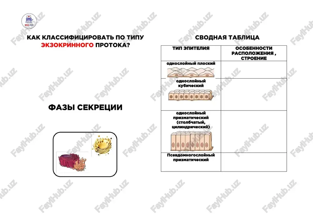epitelialnaya tkan - Page 3