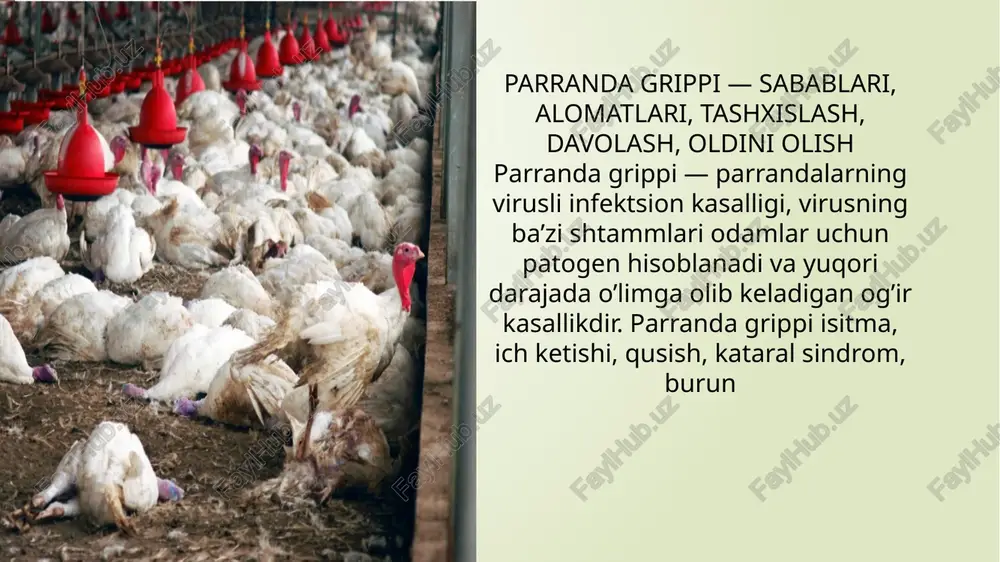 adi. bemorlarning uchdan birida buyrak yetishmovchiligi rivojlanadi. parranda grippining namoyon bo’lishidan 2-3 kun o’tgach respirator sindrom qo’shiladi. interstitsial virusli pnevmoniya rivojlanadi va shaffof balg’am ajralishi, qon yo’talish, nafas qisilishi, taxipnoe, sianoz bilan birga kechadi. o’pka ichidagi yallig’lanishning tez rivojlanishi o’tkir respirator distress sindromining rivojlanishiga olib keladi. yordam ko’rsatilmaganda parranda grippi bilan og’rigan bemorlarning o’limi odatda kasallikning ikkinchi haftasida yuz beradi va ko’pincha o’pka shishi, o’tkir respirator yetishmovchilik, poliorgan yetishmovchiligi yoki ikkilamchi bakterial va zamburug’li infektsiyalar qo’shilishi sababli yuzaga keladi. parranda grippi ayniqsa bolalikda og’ir kechadi. bolalardagi kasallikning o’ziga xosligi meningoensefalitning rivojlanishi bilan ifodalanadi, bu kuchli bosh og’rig’i, qayt qilish, ongning buzilishi bilan namoyon bo’ladi. parranda grippini tashxislash va davolash kasallikning dastlabki davrida parranda grippining belgilari normal mavsumiy grippga o’xshaydi, bu esa tashxisni murakkablashtiradi. bundan tashqari, parranda grippini paragripp, adenovirus, rinovirus, respirator sinditsial infektsiyadan farqlash talab etiladi. parranda grippini tashxislashning asosiy mezonlari mintaqada epidemiyaning mavjudligi, kasallangan parranda bilan aloqa bo’lganligi, yuqori …