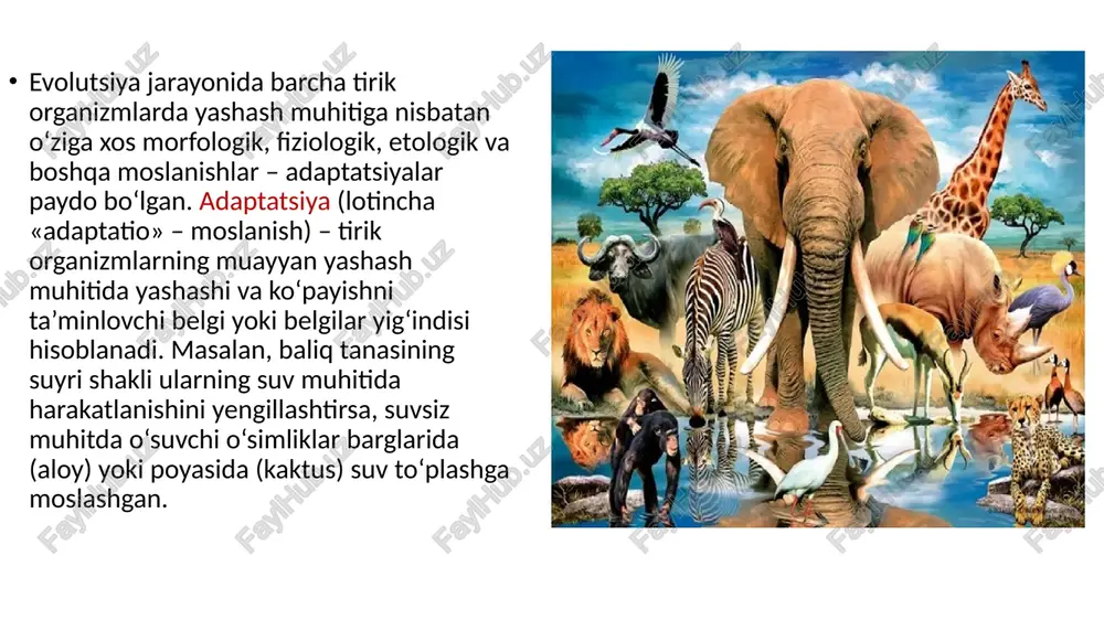 qancha moslanishlar vujudga kelgan. muskullarning kuchli rivojlanganligi, tanasining suyri shaklda bo‘lishi, terining tangachalar bilan qoplanganligi va shilimshiq modda ajratishi, suzgich va kurakoyoqlarning mavjudligi shunday moslanishlardan hisoblanadi. bentos (yunoncha «benthos» – chuqurlik) – suv tubida yoki suv tubidagi qum orasida yashovchi organizmlar. bentos organizmlarda suzuvchanlikni kamaytiruvchi moslanishlar, masalan, chig‘anoq (molluskalar), xitin qobiq (qisqichbaqa, krab, omar, langustlar), suv tubiga yopishuvchi moslamalar (zuluklar so‘rg‘ichlari) mavjud. skat, kambala baliqlarining tanasi yassilashgan bo‘lsa, lansetnik va o‘troq dengiz halqali chuvalchanglari qumga ko‘milib oladi. quruqlik-havo muhiti quruqlik-havo muhiti. quruqlik-havo muhitining o‘ziga xos jihatlaridan biri, bu muhitda yashovchi tirik organizmlar quruqlikda harakatlangani bilan, ularning hayoti bevosita havo muhiti bilan ham bog‘liq. havo gazlar aralashmasidan iborat. havo tarkibida gazlar miqdori nisbatan doimiy bo‘lib, 78,08% i azot, 20,9% i kislorod, 1% i inert gazlar, 0,03% i karbonat angidrid gazlaridan tashkil topgan. quruqlik-havo muhitida tirik organizmlarga ta’sir ko‘rsatadigan ekologik omillar ham bir qancha o‘ziga xos xususiyatlari bilan xarakterlanadi. quruqlik-havo muhitida yorug‘lik …