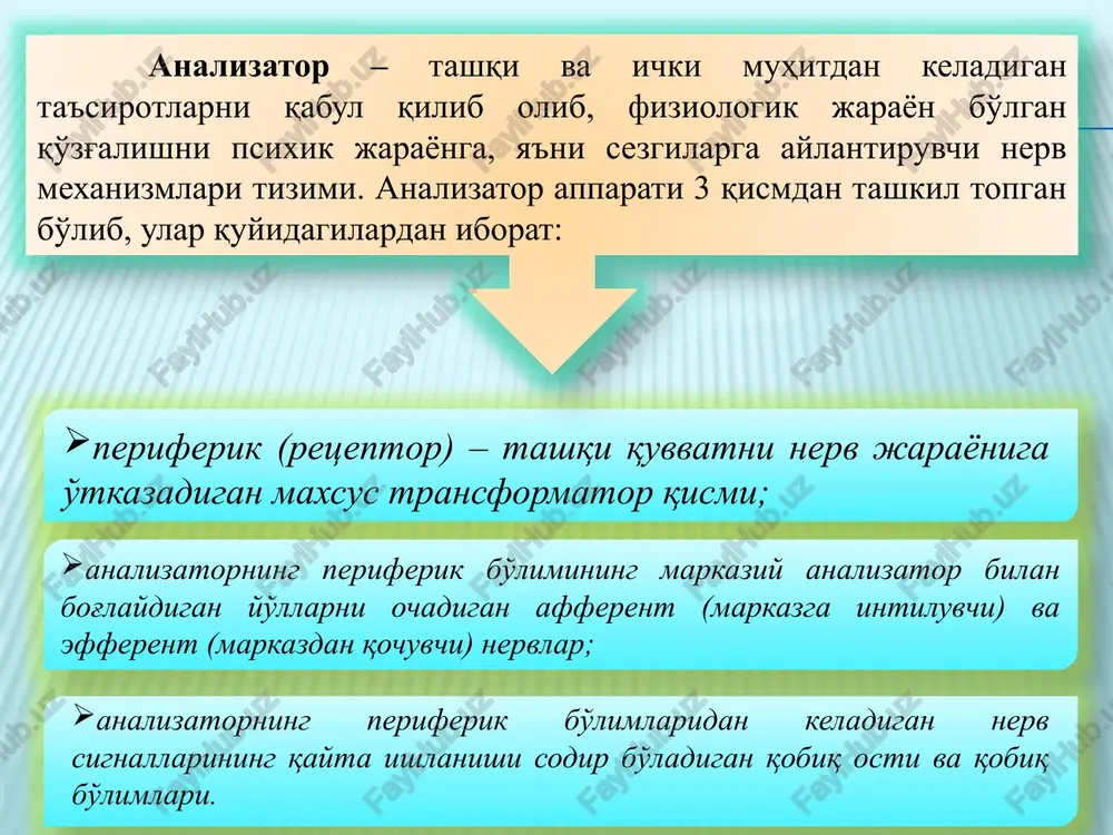 sezuvchan bo'lib, xira va qorong'u paytlarda o'z funktsiyasini bajaradi, axromatik ranglarni aks ettiradi. uch rangli sezgi nazariyasining asosiy qoidalari 1756 yilda m.v.lomonosov tomonidan bayon qilingan bo'lsa, 1856 yildan keyin nemis fizigi g.gelmgolts tomonidan uni to'la isbotlab berilgan ushbu nazariyaga binoan to'r pardaning kolbachalarida uchta asosiy element mavjuddir, ulardan birining qo'zg'alishi qizil rang sezgisini, ikkinchi qo'zg'alishi yashil rang sezgisi va uchinchi qo'zg'alishi binafsha rang sezgisini hosil qiladi. nazariyaga ko'ra yorug'lik to'lqinlari birdaniga uchta elementni bir xilda qo'zg'atsa, oq rang sezgisi vujudga keladi. lekin yorug'lik to'lqinlari ikki yoki uch elementga ta'sir qilsa-yu, ammo bu bir tekis kechmasa, u holda sezuvchi elementlardan har birining qanchalik qo'zg'aluvchanligiga qarab, har xil rang sezgilari namoyon bo'ladi. eshitish sezgilari tovushlarni eshitishdan iborat bo'lib, musiqaviy va shovqinli tovushlarni aks ettiradi. odatda tovushlar oddiy va murakkab turlarga ajratiladi, ularning birinchisi tonli, ikkinchisi esa bir necha tondan tashkil topadi. hid bilish sezgilariga hidlarni his qilish kiradi va ularning organi burun …