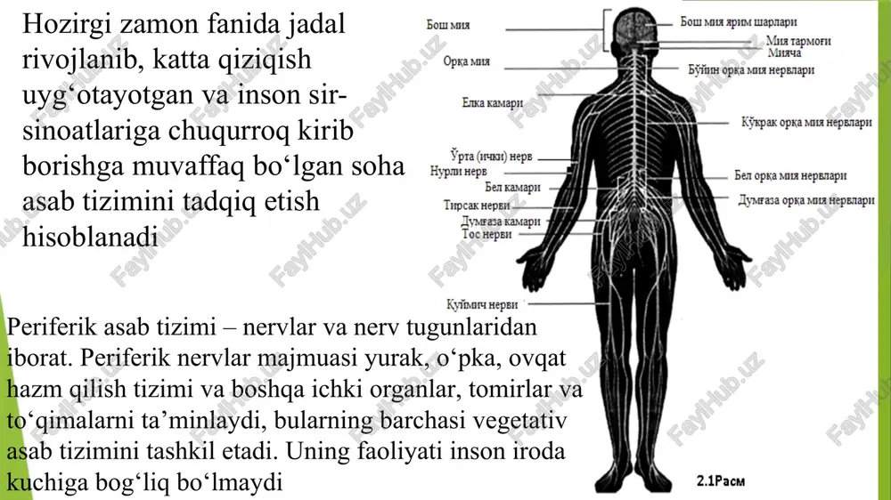 akkab reaksiyalar majmuasi hisoblanadi. sinaps - bu neyronlar (nerv hujayralari) yoki neyron va signallarni qabul qiladigan effektli hujayra oʻrtasidagi funktsional aloqa joyi boʻlib, nerv impulslarining bir hujayradan ikkinchisiga oʻtishini taʼminlaydi. bu jarayon kimyoviy moddalar (mediatorlar) orqali yoki elektrotonik yoʻl bilan, yaʼni ionlarning bir hujayradan ikkinchisiga oʻtishi orqali amalga oshadi. asab tizimi endokrin tizim bilan uzviy hamkorlikda inson barcha organlarining faoliyatini boshqaradi. inson fikrlari, xotiralari, hissiyotlari yoki sezgilari, shuningdek, uning har bir anglangan harakati amalga oshirgan faoliyatining aksi bo‘lib hisoblanadi. bundan tashqari, asab tizimi, ichki, vegetativ, anglamaydigan vazifalar: tana harorati, yurak urishi va boshqa gomeostaz (muvozanat, doimiylik)ni tashkil etuvchilarni boshqaradi. gen (yun. genos — urugʻ, kelib chiqish) — irsiyatning elementar birligi va moddiy asosi. gen organizm belgi va xususiyatlarini nasldan naslga oʻtkazish funksiyasini bajaradi. gen — bu dnkning bir bo'lagi bo'lib, u organizmning xususiyatlarini (masalan, ko'z rangi, bo'y) aniqlaydigan oqsil yoki rnk tayyorlanishi uchun axborotni saqlaydi. genlar bir-biridan farq qiluvchi variantlarga …
