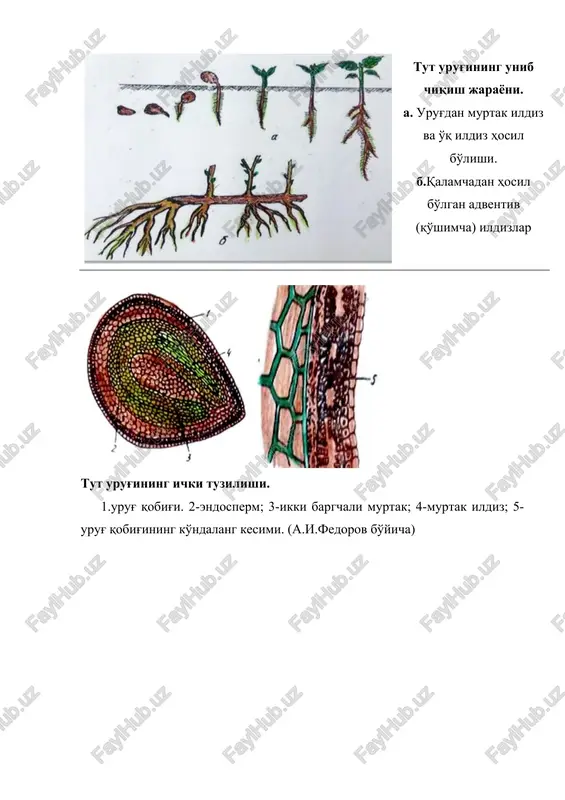 tutni urug'dan ko'paytirish usullari - Page 3