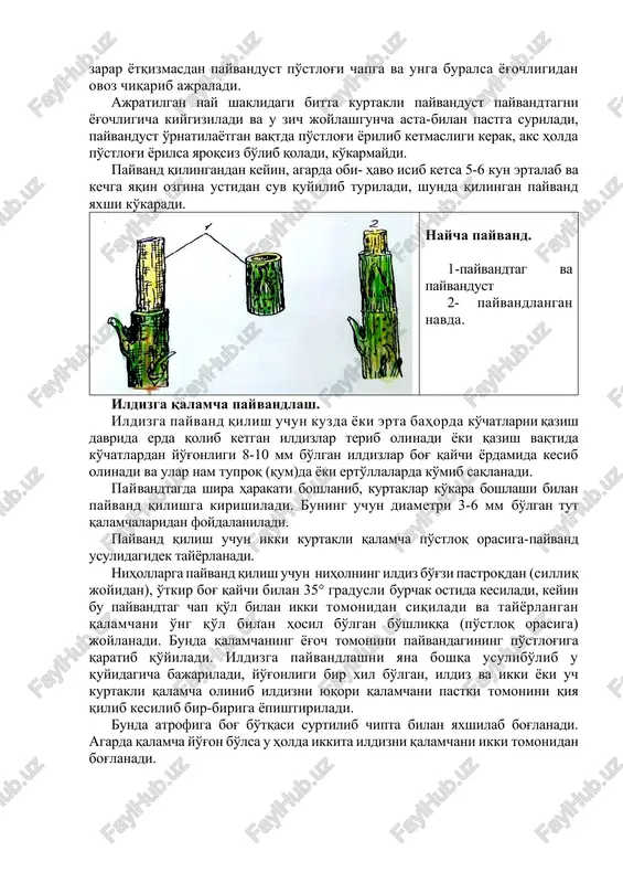 nadi. payvandtagda shira harakati boshlanib, kurtaklar ko'kara boshlashi bilan payvand qilishga kirishiladi. buning uchun diametri 3-6 mm bo'lgan tut qalamchalaridan foydalaniladi. payvand qilish uchun ikki kurtakli qalamcha po'stloq orasiga-payvand usulidagidek tayyorlanadi. nihollarga payvand qilish uchun niholning ildiz bo'g'zi pastroqdan (silliq joyidan), o'tkir bog' qaychi bilan 35° gradusli burchak ostida kesiladi, keyin bu payvandtag chap qo'l bilan ikki tomonidan siqiladi va tayyorlangan qalamchani o'ng qo'l bilan hosil bo'lgan bo'shliqqa (po'stloq orasiga) joylanadi. bunda qalamchaning yog'och tomonini payvandagining po'stlog'iga qaratib qo'yiladi. ildizga payvandlashni yana boshqa usulibo'lib u quyidagicha bajariladi, yo'g'onligi bir xil bo'lgan, ildiz va ikki yoki uch kurtakli qalamcha olinib ildizni yuqori qalamchani pastki tomonini qiya qilib kesilib bir-biriga yopishtiriladi. bunda atrofiga bog' bo'tqasi surtilib chipta bilan yaxshilab bog'lanadi. agarda qalamcha yo'g'on bo'lsa u holda ikkita ildizni qalamchani ikki tomonidan bog'lanadi. tutni kurtak payvand qilish. mashg'ulotni bajarish tartibi. 1. o'tkir payvand pichoq bilan kurtakni kesib olish. 2. payvandtagni shimoli tomonidan kurtakni …