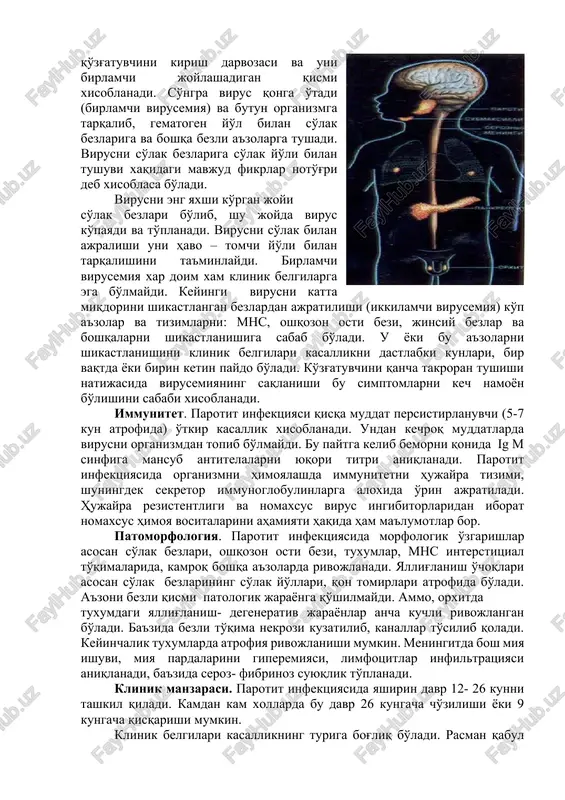 yasi va so'ngra yurak etishmovchiligini o'sib borishi bilan namoyon bo'ladi. ammo parotit virusini yurak patologiyasidagi o'rinli isboti adabiyotda yoritilmagan. infektsiya o'tkazilganidan so'ng, turg'un immunitet qoladi. ig m sinfiga mansub antitelalar birinchi xaftani oxirlarida paydo bo'lib 60 kundan 120 kungacha persistirlanadi. sal keyinroq ig g sinfiga mansub antitelalar aniqlanib, ularni titri 3-4 xaftalarga o'ladi va butun xayot davomida saqlanadi. qayta kasallanish uchramaydi. parotit infektsiyasi bilan kasallanish aniq mavsumiylikka ega: eng ko'p kasallanganlar kuz- qish oylarida (bolalar bog'chalari, maktablar, internatlar) ko'p uchraydi. kasallikning ko'payishi maktab va bog'chalardagi yangi tashkillangan jamoalarda muloqotlarni o'sishiga bog'liq bo'ladi. shu sababli bolalar jamoalaridagi umumiy kasallanish, uyushmagan bolalarga nisbatan yuqori bo'ladi. ma'lumki, bog'chadagi bolalar unga qatnamaydiganlarga nisbatan 5 marta, ko'p kasallanadilar. parotit infektsiyasini o'sib borishi asta – sekin bo'lib, bir vaqtning o'zida oz bolalar kasallanadilar. so'ngra boshqalari 10-21 kun oralig'ida asta- sekin og'riy boshlaydilar. ba'zi xollarda kasallanish oralig'i cho'zilib, yashirin davr muddatlaridan ham ortadi, bunga kasallikni o'ta engil …