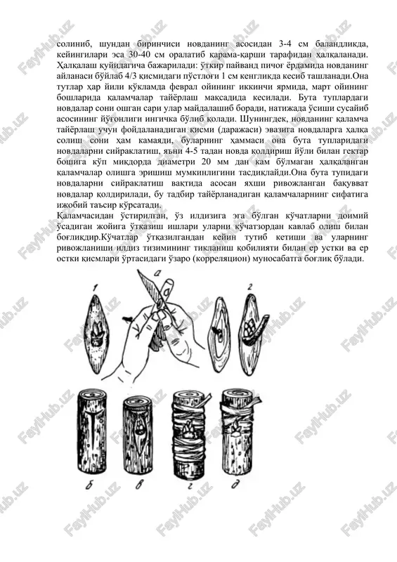 lanadi. fevralning oxiri va mart oyi boshlarida tayyorlangan qalamchalar ekishga tayyor qilingan kuni o'tqazilganida shu narsa ma'lum bo'ldiki, ularning ildiz olish darajasi boshqa muddatlarda tayyorlangan qalamchalarning ildiz olishiga nisbatan eng yuqori bo'ldi. qalamchalarni ekish oldidan ko'mib qo'yish. bahorning kelishiga qarab fevral oyining oxiri, mart oyining birinchi o'n kunligida qalamcha tayyorlanadigan ona tutzordan bir yillik novdalar qirqib olinadi. ular ochiq erga o'tqazilgunga qadar 3-4 hafta davomida nam tuproqqa 50-60 sm chuqurlikda ko'mib saqlanadi. tut navlari qaysi usul bilan yaratilishidan qat'iy nazar ular odatda vegetativ yo'l bilan ko'paytirish imkonini berishi, shuningdek, ipak qurtlarini boqish uchun doimiy ravishda kesib turilishi va boshqa maqsadlarda foydalanilishi bilan qiymatli sanaladi. qalamchalar tayyorlash uchun buta shaklidagi ona tutzorlar o'z ildiziga ega bo'lgan, klon yo'li bilan ko'paytirilgan, rayonlashtirilgan navlar va duragay tutlardan tayyorlangan qalamchalarni ekish yo'li bilan barpo etiladi. qalamchalarning ildiz olgunga qadar hisobga olinadigan sug'orish me'yori gektariga 500-700 m3 bo'lishi kerak. egatlarning tuprog'i uning mutloq quruq massasiga …
