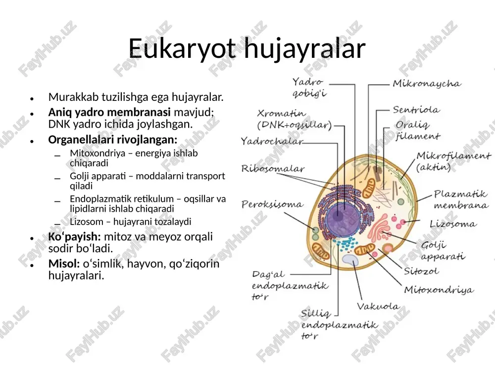 n hujayra qobig‘i hayvon hujayralaridek oqsil-retseptorli va unga birikkan virus bilan birgalikda sitoplazmaga kirib borishiga imkon bermaydi. shuning uchun bakteriofag hujayrasiga ichi kovak tayoqcha yordamida uning boshchasida joylashgan dnk (yoki rnk) itarib kiritiladi. bakteriofagning genomi sitoplazmaga tushadi, kapsid esa tashqa rida qoladi. bakteriya hujayrasi sitoplazmasida bakteriofagning genomi reduplikatsiyasi boshlanadi hamda oqsil sintezlanib uning kapsidi shaklla nadi. oradan ma’lum vaqt o‘tgandan so‘ng bakteriya hujayrasi nobud bo‘ladi. yetilgan fag zarrachalari esa tashqariga chiqadi. viruslarning kelib chiqishi .viruslar avtonom genetik tuzilmalar bo‘lib, hujayradan tashqarida rivojlana olmaydi . taxminlarga ko‘ra viruslar va bakteriofaglar hayotning hujayraviy shakllari bilan birgalikda rivojlangan hujayraning maxsus irsiy elementlari hisoblanadi. xulosa yer yuzidagi barcha tirik mavjudotlarning asosiy birligi hujayradir. hujayra — organizmning tuzilishi, moddalar almashinuvi va ko‘payish jarayonlarini ta’minlovchi eng kichik tuzilma birligi hisoblanadi. hujayraviy shakllar xilma-xilligi bilan birga yagona umumiy qonuniyatlarga bo‘ysunadi. bir hujayrali organizmlardan tortib murakkab ko‘p hujayrali organizmlargacha bo‘lgan barcha hayotiy shakllar hujayra asosida mavjud. shunday qilib, …