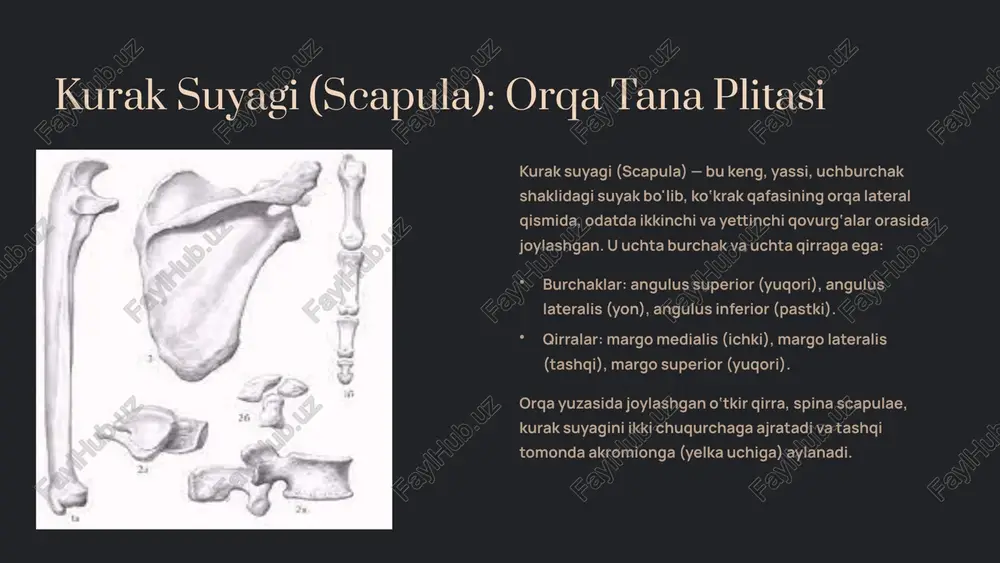 hga imkon beradi. 8 qo‘l panjasi suyaklari: nozik motorika markazi murakkab tuzilma qo‘l panjasi inson tanasidagi eng murakkab suyak tuzilmalaridan biridir, u uchta asosiy qismdan iborat bo'lib, nozik motorika va manipulyatsiya uchun mo'ljallangan. kaft usti suyaklari (ossa carpi): bilak bilan panja o‘rtasidagi 8 ta kichik suyak. ular ikki qatorga joylashgan bo‘lib, bilak harakatlarida muhim rol o‘ynaydi. kaft suyaklari (ossa metacarpi): kaft usti suyaklari bilan barmoqlar o‘rtasidagi 5 ta uzunchoq suyak. barmoq suyaklari (phalanges): har bir barmoqda 3 ta falanks (proksimal, o‘rta, distal) joylashgan, faqat bosh barmoqda 2 ta falanks mavjud. bu suyaklar qo‘lning egilish, cho‘zilish va ushlash harakatlarini amalga oshiradi. 10 qo‘l suyaklari funktsiyasi va harakatlari 1 yelka kamari harakatlari yelka va o‘mrov suyaklari birgalikda yelka bo‘g‘imining keng harakat doirasini ta’minlaydi, bu esa qo‘lning har qanday yo‘nalishda erkin harakatlanishiga imkon beradi (abduksiya, adduksiya, fleksiya, ekstansiya, rotatsiya). 2 bilak harakatlari bilak va tirsak suyaklari tirsak va bilak bo‘g‘imlarida egilish, cho‘zilish hamda …