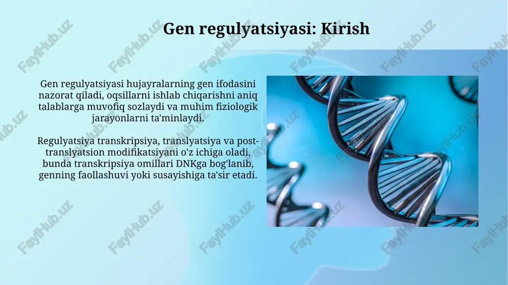 siyasi darajasiga ta’sir qiladi. 9 va 27 lizindagi metillanish repressiyaga olib keladi. signal transduksiyasi va gen regulyatsiyasi signal transduksiyasi gen ifodasini fosforlanish kaskadlari orqali boshqaradi, bunda kinazalar 2-bosqichli messenjerlar orqali transkripsiya omillarini faollashtiradi yoki susaytiradi. hujayra tashqarisidagi signallar retseptor tirozin kinazalarini faollashtirishi mumkin, bu esa map kinaz yo'lini ishga tushiradi, o'z navbatida, gen ifodasini nazorat qiluvchi transkripsiya omillarini fosforlaydi. gen regulyatsiyasining rivojlanishdagi roli gen regulyatsiyasi embrional rivojlanishda hujayralarning taqdirini belgilaydi, masalan, hox genlari mintaqaviy identifikatorlarni kodlaydi va tananing segmentatsiyasini nazorat qiladi. rivojlanish davomida gen regulyatsiyasi differentsiatsiya jarayonini boshqaradi. turli transkripsiya faktorlari hujayralarni muayyan to'qimalarga, masalan, mushaklarga yoki nervlarga aylantiradi. kasalliklarda gen regulyatsiyasining buzilishi saraton kasalliklarida, proto-onkogenlar va o'sma supressor genlarining noto'g'ri regulyatsiyasi hujayra proliferatsiyasini nazorat qilmaydigan o'sishga olib keladi, bu esa o'smaning rivojlanishiga yordam beradi. diabetes mellitus 2 turida, insulin genining ekspressiyasi va insulin signalizatsiya yo'llarining regulyatsiyasi buziladi, natijada qon glyukoza darajasini nazorat qilish qobiliyati susayadi. gen regulyatsiyasini o'rganish usullari …