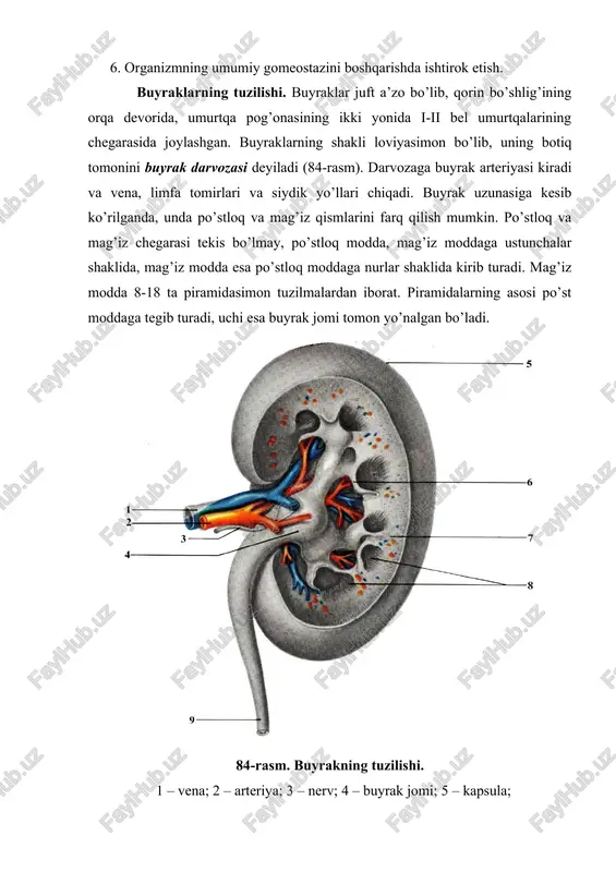 an tomirli koptokcha joylashgan. kapillyarlar to’ri olib keluvchi va olib ketuvchi arteriyalar orasidagi “ajoyib to’r”dan iborat. bu kapillyarlar to’ri nefron kapsulasi bilan o’ralib, buyrak tanachasini hosil qiladi. buyrak tanachasiga qon olib keluvchi arteriolaning diametri olib ketuvchi arteriolaning diametridan 2 barobar katta bo’ladi. shuning uchun kapillyarlar to’rida bosim kapsula bo’shlig’idagi bosimdan yuqori bo’ladi. olib ketuvchi arteriola buyrak tanachasidan chiqqach, yana kapillyarlarga tarmoqlanadi va nefron kanalchalarini o’rab olib, uni qon bilan ta’minlaydi. shunday qilib, buyrakda arterial qon ikki marta kapillyarlar to’ridan o’tadi. keyin kapillyarlar yig’ilib, nefronni qon bilan ta’minlab, venulalarni hosil qiladi va ular yig’ilib, buyrak venasiga quyiladi-da, buyrakdan chiqadi. nefron kapsulasidan i-tartibli egri-bugri (proksimal) naylar boshlanadi. buyrakning mag’iz qismida kanalchalar to’g’rilanadi va genle halqasini hosil qiladi. genle halqasi yana qaytib, po’st qavatga kiradi va ii-tartibli (distal) nayni hosil qiladi. keyin bu kanalchalar yig’uv naylariga quyiladi. yig’uv naylari esa buyrak kosachalari va jomiga ochiladi. siydik yo’llari. siydik yo’llari buyrak jomchalaridan boshlanib, pastga …