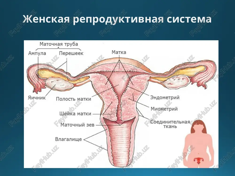 1 - mochevoy puzir 4 - perifericheskaya zona 2 - pryamaya kishka 5 - semennie puzirki 3 - tsentralnaya zona pj 6 – uretra mrt organov mujskogo malogo taza radionuklidniy metod v issledovanii polovix organov etot metod imeet vspomogatelnoe znachenie spetsificheskim mechenim metabolitom, primenyaemim pri pet v diagnostike raka prostati, schitaetsya 11s-atsetat natriya, kotoriy izbiratelno nakaplivaetsya v opuxoli i ee metastazax dlya poiska ne opustivshegosya yaichka mojno primenyat perfuzionnuyu stsintigrafiyu: skanirovanie s 99mts-pertexnetatom natriya luchevaya semiotika zabolevaniy mujskix polovix organov kriptorxizm: uzi, kt, mrt: vizualizatsiya ovoidnogo obrazovaniya po puti opusheniya yaichka radionuklidnaya diagnostika: fiksatsiya rfp v tkani ne opustivshegosya yaichka v proektsii paxovogo kanala a) mr-tomogramma, t2-vi: levoe yaichko v paxovom kanale (strelka) b) staticheskaya perfuzionnaya stsintigramma: levoe yaichko v paxovom kanale (strelka) striktura uretri rentgenovskaya uretrografiya pozvolyaet opredelit uroven i protyajennost strikturi uzi, kt-uretrografiya, mr-uretrografiya pozvolyayut otsenit uroven i protyajennost strikturi, a takje sostoyanie okrujayushix tkaney striktura mujskogo mocheispuskatelnogo …