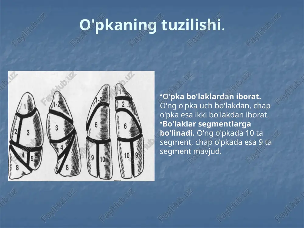 qligida 3-4 ta yuqori ko'krak umurtqalari ko'rinishi kerak. agar ko'proq umurtqalar ko'rinsa, tasvir qattiq; agar ular ko'rinmasa, tasvir yumshoq hisoblanadi. ko'krak qafasining to'g'ri proyeksiyadagi tasviri o'pka rentgenogrammada ikki o'pka maydoni sifatida tasvirlangan. markaziy joy mediastin tomonidan egallangan. mediastin soyasining har ikki tomonida o'pka ildizlari joylashgan. o'pka ildizlarining anatomik substrati o'pka arteriyalari hisoblanadi. o'pka tasviri — bu o'pka tomirlarining shoxlanishidir. rentgenografiya o'pka tasviri to'g'ri orqa proyeksiyada o'pka to'qimasining orqa qismlari shikastlanganda patologik soyalarning yanada aniq tasvirini olish og'ir ahvolda bo'lgan bemorlar uchun tasvir olish uchun joylashtirish bemorning holatiga qarab tasvir turib, o'tirib yoki yotgan holda olinadi. orqa proyeksiyadagi rentgenografiya old proyeksiya kabi amalga oshiriladi. farqi shundaki, bemor kasseta tomon ko'krak qafasining orqa yuzasi bilan yaqinlashadi, old yuzasi bilan emas. "o'pka tasviri yon proyeksiyada" tasvir maqsadi: kassetaga yaqin joylashgan o'pkaning holatini o'rganish. bemorning joylashishi: bemor tekshirilayotgan tomoni bilan kassetaga siqilgan holda joylashtiriladi. qo'llar yuqoriga ko'tarilib, boshda chalishtiriladi. ko'krak qafasi chegaralovchi holatga keltiriladi …