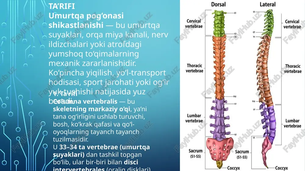 evrologik simptom odatda yo‘q davolash: korset 8–12 hafta antiresorbtiv (bisfosfonatlar) yoki teriparatid mushaklarni tiklovchi reabilitatsiya 3-daraja (og‘ir) nimalar bo‘ladi: umurtqa tanasining 40%+ balandligi yo‘qoladi umurtqa keskin yassi bo‘ladi deformatsiya kifotik burchak hosil qiladi orqa devor oldinga siljiydi → orqa miya kanali torayadi bu darajada xavf — eng muhim! orqa devor kanalga kirsa → orqa miya siqilishi → falaj risk klinika: kuchsizlantiruvchi og‘riq o‘tirish / turishda og‘riq keskin kuchayadi oyoqda uvishish, zaiflik (asia c/d bo‘lishi mumkin) davolash: kifoplastika / vertebroplastika (agar kanal torayishi yo‘q bo‘lsa) transpedikulyar fiksatsiya + dekompressiya (agar kanal toraysa) har bir darajada nima sodir bo‘ladi i-daraja (≤ 25%) parsda stress yorilish yoki faset bo‘g‘im bo‘shashishi orqa miya kanal keng, asab siqilmaydi belgi: bel og‘rig‘i, mushak spazmi, lekin oyoqda nevrologik simptom yo‘q davolash: fizioterapiya + lomber mushaklarni kuchaytirish + korset ii-daraja (26–50%) siljish aniq, disk balandligi kamayadi foramen torayadi → l5 nerv qisilishi boshlanishi mumkin belgi: bel og‘rig‘i + …