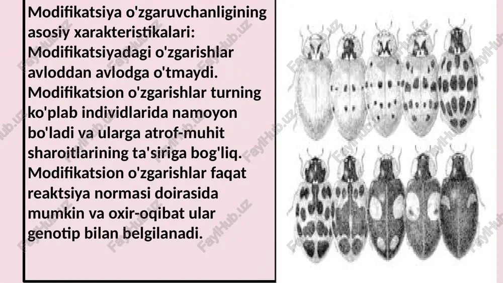 odifikatsiyalarning barqarorlik darajasi mutatsiyalarning yuqori konstantligidan farqli o`laroq modifikatsiyalar turli darajadagi barqarorlikka egadirlar. ularning ko`pchiligi qaytarilish xossasiga – ya’ni vujudga kelgan o`zgarishlar omil ta’sirining to`xtashi bilan indvidlarning hayoti davomida yo`qolib boradi. quyosh ultrabinafsha nurlarining odam terisiga ta’siri to`xtashi bilan odam badanining qorayishi o`tib ketadi; mashq qilishlikning to`xtashi bilan muskullarning hajmi kichrayadi; odam yoki hayvonning baland tog` joydan tekislikka qaytishi bilan eritrotsitlar soni pasayadi va boshqalar. boshqa modifikatsiyalar, ontogenezning ilk bosqichlarida paydo bo`lganlari individning hayoti davomida saqlanib qoladi. masalan, arilarning lichinkalaridan qaysi biri “ona suti” bilan boqilsa u ona ariga, chang aralashmalari bilan boqilganlari ishchi arilarga aylanadi. odamning oyoqlari bolalik davrida oziqada d vitaminining yetishmasligi natijasida suyaklarining noto`g`ri shakllanishi tufayli umr bo`yi qiyshiqligicha qoladi. modifikatsiyalar 1. aniqlik (har bir tashqi omil aniq belgilarning aniq yo`nalishlardagi o`zgarishlarini keltirib chiqaradi). 2. belgining o`zgarish darajasi shu belgini keltirib chiqaruvchi tashqi omilning kuchi va ta’sirining davomiyligiga to`g`ri proporsional bo`ladi. 3. ko`pchilik hollarda adaptivlik ahamiyatiga ega. …