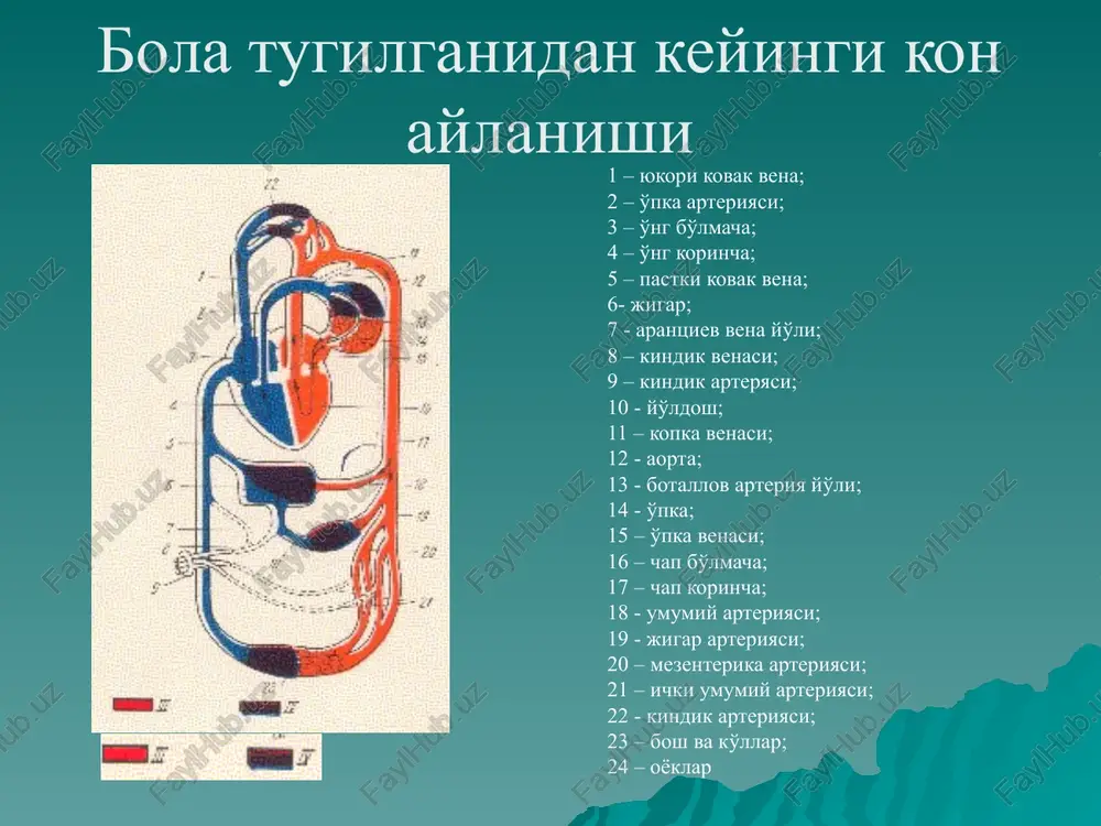 infektsiyalarning oldini olish 3.emon asoratlarning oldini olish 4.kun tartibiga rioya kilish 5.to'gri ovkatlanish mitral tabaka prolapsi chap korincha sistolasi davrida mitral tabakaning chap bo'lmacha ichiga tushib ketishi kelib chikishi: 1. birlamchi (idiopatik) 2. ikkilamchi shikoyatlari: 1.tez charchash 2.bosh ogrigi 3.bosh aylanishi 4.xushidan ketish 5.yurak soxasida ogrik 6.yurak urishlari seziilishi auskultatsiyada: sistolik shovkindan keyin aloxida karsillashlar eshitiladi. intensivligi gavda vertikal xolatida kuchayadi yurak tabakalari yurak bo'lmaralining kiskarishida uning shaklining o'zgarishi a – yukoridan ko'rinishi; b – yurak shaklining turlifazalarda o'zgarishi infektsion endokardit etiologiyasi 1.yashil rang streptokokk 2.tilla rang stafilokokk 3.enterokokklar 4.meningo-, pnevmo-, gonokokklar 5.xlamidiya 6.salmonellalar 7.brutsellalar 8.zamburuglar infektsion endokardit bo'lishi mumkin a) tugma b) orttirilgan patogenezi kuyidagi omillar bilan boglik: 1.immun etishmovchiligik xolati 2.biriktiruvchi to'kima displaziyasi 3.gemodinamik va infektsion omillar tufayli yurak tabakalari va endokardning kollagen strukturasining buzilishi 4.µon reologik xususiyatlarining buziilishi 5.µo'zgatuvgining o'ziga xos xususiyatlariga boglik patogenezi 3 fazada kechadi 1. infektsion toksik faza 2. immun – yalliglanish fazasi 3. …