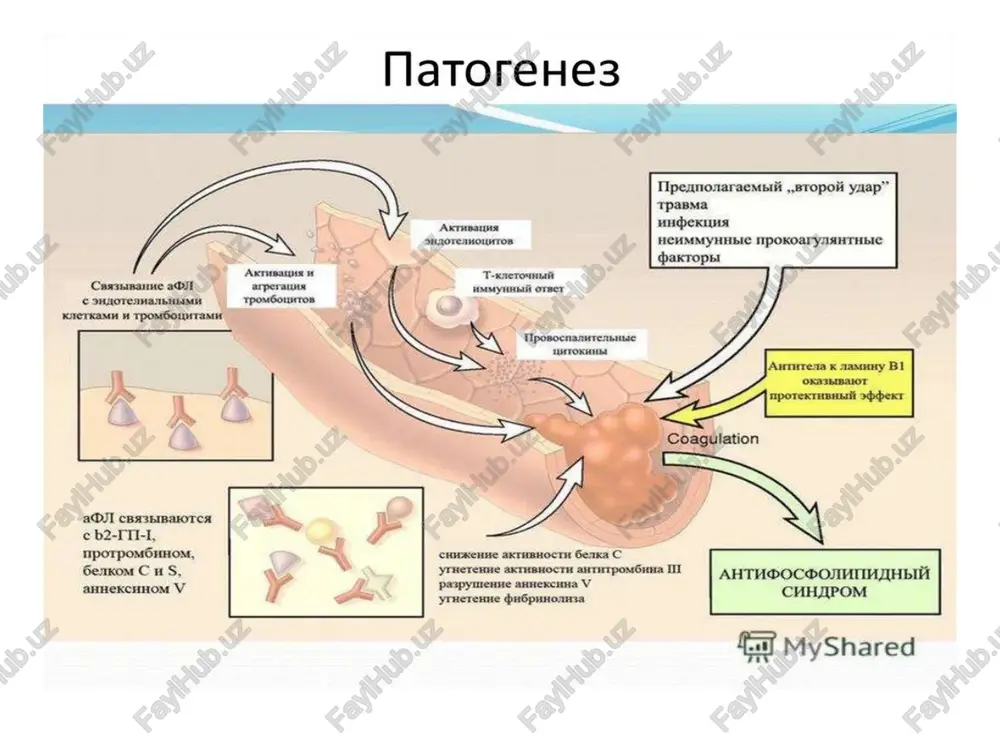 ). 4. qo‘shimcha → hydroxychloroquine (agar sle bo‘lsa), statin, sog‘lom turmush tarzi, kontraseptivlardan saqlanish. e`tiboringiz uchun rahmat! image1.png image2.png image3.png image4.png
