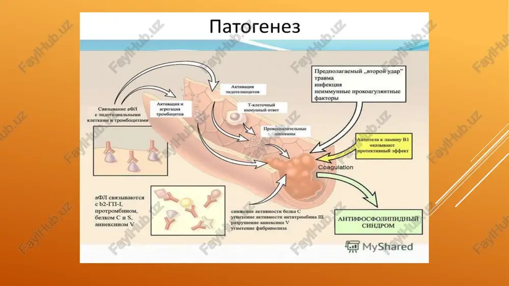maferez (+/- rituksimab). 4. qo‘shimcha → hydroxychloroquine (agar sle bo‘lsa), statin, sog‘lom turmush tarzi, kontraseptivlardan saqlanish. e`tiboringiz uchun rahmat! image1.png image2.png image3.png image4.png