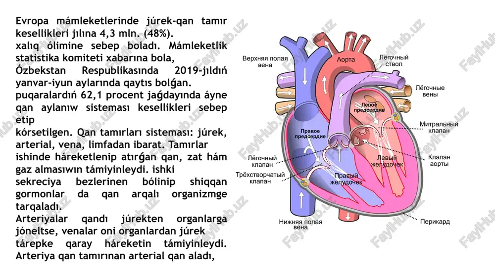 slep shıǵarǵan gormonlardı kerekli aǵza hám toqımalarǵa alıp barılıwı nátiyjesinde organizmniń pútinligi saqlanadı. joqarıda keltirilgen mikrotamırlar sisteması 1957-jıl "mikrosirkulyator" ataması. qabıl etilgennen soń, kipriyanov hám shákirtleri mikrotamırlar sistemasın ashqan. qıladı. filogenezda suwda jasawshı haywanlarda sagaqlar bolıp, qurgaqlıqta. jasawshılarda ókpeniń payda bolıwı nátiyjesinde kishi qan aylanıw sheńberi payda boladı. qan tamırlarınıń rawajlanıwı filogenetikalıq rawajlanıwdı qısqa waqıt ishinde qaytıp ótedi. rawajlanıw baslanǵısh dáwirinde shep qarınshadan arteriya sabaǵı tárepke qaray baǵdarlanadı. bul sabaq 2 ventral aortaǵa bólinedi. arteriya baǵanası frontal tosıq arqalı bólinip, aldınǵı tárepte jaylasqan ókpe baǵanasına hám artqı tárepke kóteretuǵın aortaǵa bólinedi. 6-aortal sagaq dugası ókpe baǵanası menen qosilǵan bolıp, ókpe arteriyalarına aylanadı. shep tárepten 6-yarus arqa aorta menen baylanısın saqlap. qaladı. 1-2 aortal sagaq dugaları átirapında ushırasadı. shep táreptegi 4 aorta sagaq rawajı biraz usı tárepte oń táreptegi 4-aortal sagaq dugası oń búyrek astı arteriyasına aylanadı. 3. aortal sagaq ravoǵı hám arqa aortanıń sol ravoqlarındaǵı; joqarǵı bólimi, hár eki tárepke …