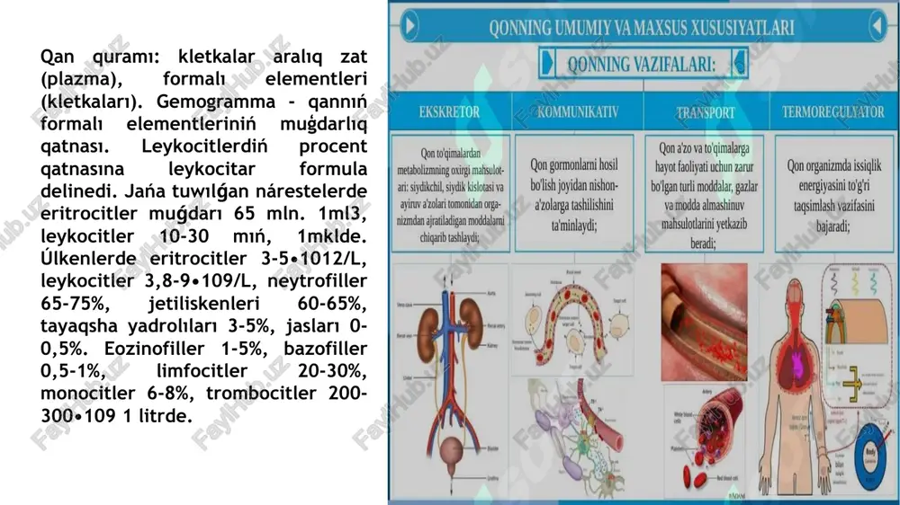 fer sisteması qatnasıwında ámelge asırıladı. qannıń basqarıwshı funkciyası - plazma hám qan kletkaları tárepinen. ajıratılatuǵın zatlardı (geparin, gistamin, serotonin,) jergilikli kapillyar ótkiziwsheńliktiń ózgeriwi, tamırlardıń tegis bulshıq etlerdiń qısqarıwı, allergiyalıq reakciyalardıń ámelge asıwı baqlanadı. lipoproteidlipaza aktivatorı. sıpatında geparin xızmet etedi. biologiyalıq aktiv polipeptidler payda etiw ushın substrat sıpatında kininler dep. atlı toparı bar. olarǵa bradikinin kallidin hám metionil-lizilbradikininler kiredi. bul zatlar plazmadaǵı kinionogenler payda boladı. adam qanı plazmasında úsh túrli kiniongenler ushırasadı: 1 hám 2 kishi molekulalı. kininogenler (mol awir 50 000) hám joqarı molekulyar kininogenler (mol awir 200 000). kininogenazalar tásirinde kininogenler kininler payda boladı. olarǵa plazma hám toqımanıń kallikreinleri kiredi. kallikroonogenler asqazan astı zamanagóy bilimlendiriw sistemasínd bezinde katepsinler yamasa trpsin tásirinde bolsa plazmada bolsa proteinleri xageman faktorı, plazmin) tásirinde aktivlesedi. solay etip, kininler payda boladı. bolıwı qan uyıw fibrinoliz arasında baylanıs bar, sebebi olardıń aktivlestiriwshi ulıwma. qan plazması hám toqımada kallikreinler aktivligi belok. hám polipeptid ingibitorların basqaradı. toqima kallikreinleri …