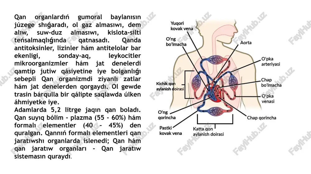kalar sırtındaǵı suyıqlıqlarda suw hám duzlar almasıwında áhmiyetli rol oynaydı. as duziniń 0,9% li eritpesi adam hám barlıq jıllı qanlı haywanlar ushın fiziologiyalıq yeritpe bolıp yesaplanadi. bunnan joqarı koncentraciyalı yeritpesi qan ushın gipertonik, tómen koncentraciyalı yeritpesi qanǵa salıstırǵanda gipotonik yeritpe esaplanadi. eger azǵana qan as duziniń gipertonik yeritpesi menen aralastırılsa, eritrocitler ishindegi suw yeritpege ótedi, sebebi yeritpeniń osmotik basımı joqarı. bunıń nátiyjesinde eritrocitler suwsızlanıp, olardıń kólemi kishireyedi hám jıyılıp qaladı. kerisinshe, qan as duzınıń gipotonik yeritpesi menen aralastırılsa, yeritpedegi suw eritrocitler ishine kiredi hám olar isip jarıladı. bul qubilis gemoliz dep ataladı. qan osmotik basımınıń salıstırmalı turaqlılıǵı bólip shıǵarıw organlarınıń (búyrekler hám teri) iskerligi arqalı basqarıladı. adam kóbirek duzlı awqat, duzlı ishimlik qabıl etkende, kóp terlegende qannıń osmotik basımı artadı. biraq búyrekler sidik shıǵarıwı kemeyiwi sebepli belgili waqıttan keyin qannıń osmotik basımı qaytadan normaǵa keledi. onnıń quramı[edit | edit source] probirkaģa bir tamshi geparin zatın tamızıp, ústine 2-3 ml qan …