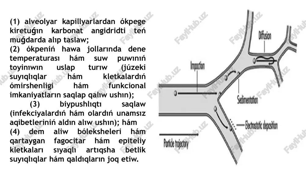 li júz beredi. ókpede qaldıq hawanıń uzaqraq turıwı sebepli, dem alıp atırǵan tolqın hawanıń bunday tutılǵan kólemleri ishinde 0.1 den 1 mm ge shekem bolǵan pás ishki bólekshelerdiń jıljıwı olardıń shókpe hám/yamasa diffuziya procesi dawamında shógiwine sebep bolıwı ushın jeterli boladı. izbe-iz dem alıw. ókpeniń hawa jollarında bólekshelerdi shóktiriw mexanizmleri. ekspiratuar aǵım aǵımınıń shama menen 15% in quraytuǵın bóleksheciz qaldıq ókpe hawalı distal háreketleniwshi tolqınlı hawanıń eksenel yadrosı átirapında taza hawa nıqapı astında háreketlenedi, sonıń ushın dem alıw akinusındaǵı bóleksheler ishki bólimge toplanadı, dem alıw jollarınıń bifurkaciyaları sıyaqlı betlerde, tarmaqlar aralıq dem alıw jollarınıń diywallarında bolsa az shókpe bar. toplanǵan bóleksheler sanı hám olardıń dem alıw jollarınıń betleri boyınsha tarqalıwı, tóselgen materialdıń toksik qásiyetleri menen bir qatarda, patogen potencialdıń sheshiwshi faktorı. toplanǵan bóleksheler shókpe ornında yamasa oǵan jaqın jerde epiteliy hám/yamasa mobil fagocitar kletkalarǵa zıyan jetkeriwi yamasa sistemaǵa ekilemshi tásir kórsetetuǵın suyıqlıqlar hám kletkadan alınǵan aralıqshılardıń sekreciyasın xoshametlewi múmkin. bóleksheler …