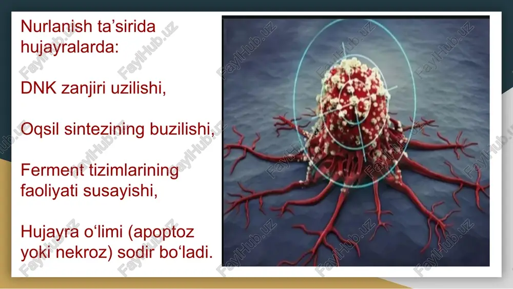 ra boshlaydi (antioksidantlar, immun javob, fermentlar faollashadi). tiklanish (regeneratsiya) bosqichi davomiyligi: bir necha kundan haftalargacha. asosiy jarayonlar: shikastlangan hujayralar o‘rnini yangi hujayralar egallaydi — mitoz yo‘li bilan faol bo‘linish boshlanadi. dnk ta’mirlanadi (reparatsiya mexanizmlari ishga tushadi). qon tomirlar, epiteliy va suyak iligi hujayralari qayta tiklana boshlaydi. oqsil sintezi kuchayadi, bu esa to‘qima strukturasining tiklanishini ta’minlaydi. nurlanishdan keyin immun tizim asta-sekin qayta faol holatga o‘tadi. to‘liq funksional tiklanish (reabilitatsiya) bosqichi davomiyligi: haftalardan oylargacha, ayrim hollarda yillargacha. asosiy jarayonlar: organ va tizimlarning fiziologik faoliyati normallashadi. yangi hosil bo‘lgan hujayralar differensiyalanadi, to‘qimalar o‘ziga xos tuzilishini qayta tiklaydi. organizm umumiy homeostazini (ichki muvozanatni) qayta tiklaydi. ba’zi hollarda to‘liq tiklanish bo‘lmaydi — fibroz, atrofiya yoki surunkali o‘zgarishlar qolishi mumkin. xulosa organizm to‘la nurlanishdan so‘ng hujayra va to‘qimalarda chuqur biologik o‘zgarishlar yuz beradi. ammo organizmda mavjud reparatsiya va regeneratsiya mexanizmlari tufayli tiklanish jarayoni ma’lum vaqt o‘tib bosqichma-bosqich kechadi. tiklanish kinetikasi — bu nurlanishdan keyin hujayralarning o‘sishi, …