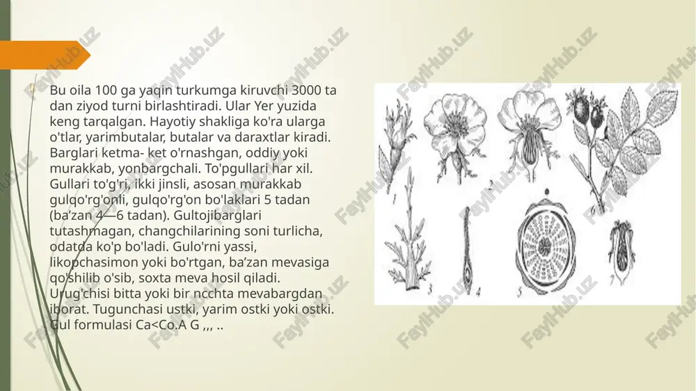 da barcha asosiy organlari (mevasi, guli, bargi, shox-shabbasi) bilan farq qiluvchi juda ko'p xillari (formalari) bor. olxo'ridoshchalar (prunoideac) oilasiga bodom (amygdalus), o'rik (armeniaca), oleha, olxo'ri (prunus), shaftoli (persica) kabi turkumlarning turlari kiradi. bodom (amygdalus) turkumi . bu turkumga kiruvchi turlar buta va daraxtlardan iborat. barglari asosan nashtarsimon, qisqa bandli, ketma-ket o'rnashgan. to'pguli qalqonsimon, gullaripushti yoki och pushti, barg chiqarmasdan oldin ochiladi. gulqo‘rg‘oni murakkab, gulkosacha va gultojibarglari 5 tadan, changchilari ko‘p, urug'chisi bitta. mevasi quruq yong'oqmeva. turkum 40 turni o'z ichiga oladi. ular o'rtayer dengizi atroflarida, osiyoda keng tarqalgan. o'rta osiyoda 9 ta, o'zbekistonda 5 ta turi o'sadi. oddiy bodom (a. communis) — bo'yi 4—6 m ga yetadigan keng shox-shabbali tikansiz daraxt. gul tuzilishi, mevasi va vegetativ organlarining tavsifi turkumga berilgan tavsifga juda o'xshaydi. o'zbekistonning tog'li tumanlaridagi sug'oriladigan yerlarda ekiladi. tabiiy holda g'arbiy tiyonshanda (toshkent viloyati) o'sadi. tabiatda achchiq mag'izli tuplari ham uchrab turadi. bodomning mag'zi shifobaxsh xususiyatga ega. bodomcha (a. …