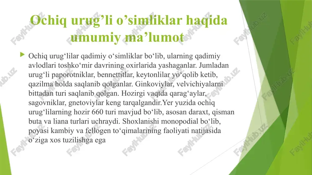 n 2 ta sperma hosil bo‘ladi. bu sperma tuxum hujayrasini otalantiradi. ochiq urug‘lilarning changlanishidan otalanishigacha 13 oy vaqt o‘tadi. undan murtak (2n) rivojlanadi. murtakni rivojlanishi endospermdagi zahira oziq moddalar hiosbiga ro‘y beradi. murtakda ildizcha, poyacha va barg joylashgan bo‘ladi. murtakni tashqi tomonidan endosperma o‘rab turadi. urug‘kurtak rivojlanib urug‘ hosil qiladi. changlanish jarayoni o‘tgandan keyin ikkinchi yil urug‘ etiladi. bu vaqtda qubbalar 4-6 sm uzunlikka ega bo‘ladi. ochiq urug’li o’simliklarning tarqalishi ochiq urug‘lilar mdh ning shimoliy qismida, uralda, markaziy osiyoda va kavkazda keng tarqalgandir. ochiq urug‘lilarnig kelib chiqishi, klassifikatsiyasi olimlar orasida jonli munozaraga sabab bo‘lmoqda. barcha arxegonial o‘simliklar uchun xos xususiyat (moxsimonlardan to ochiq urug‘lilargacha) tuxum hujayraning arxegoniyda hosil bo‘lishidir. ochiq urug‘lilarning xalq xo‘jaligidagi ahamiyati. ochiq urug‘lilar juda katta maydonlarda tayga o‘rmonlarini hosil qiladi. tayga o‘rmonlarida o‘ziga xos biosenoz hosil bo‘ladi. natijada turli hayvonlar, hashoratlar, qushlar turlarini oziqlanishi va ko‘payiishi uchun sharoit vujudga keladi. o‘rmonlar suv va tuproqni eroziyadan saqlaydi. qurilish …