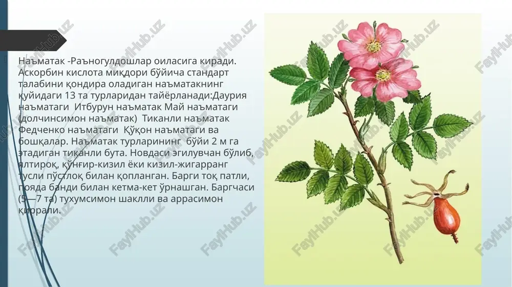uxumsimon yoki butilkasimon. asosan o'rta osiyoda (tyan-shan, pomir-oloy tog'larida), tog' yonbag'irlarida o'sadi. o'zbekistonning toshkent, farg'ona, samarqand, qashqadaryo va surxondaryo viloyatlarining tog'li hududlarida ko'p tarqalgan. qo'qon na'matagi. qari shoxlari gunafsha-qo'ng'ir, yoshlari kiziljigarrang po'stloq bilan qoplangan. tikanlari ko'p, qattiq, tor uchburchaksimon, asos qismi kengaygan, biroz egilgan. gullari 1—2 tadan joylashgan, sariq rangli. kosacha barglarining uchi biroz patsimon qirqilgan, tukli, ustki qismi bezli, pishgan mevada yuqoriga qarab yo'nalgan. mevasi sharsimon, diametri 1,5 santimetrgacha, qo'ng'ir jigarrang yokn kariyb qora rangli. o'rta osiyoning tog'li hududlari (g'arbiy tyan-shan, pomir-oloy tog'lari) ning o'rta qismigacha bo'lgan tog' yonbag'irlarida o'sadi. o'zbekistonning toshkent, namangan, farg'ona, samarqand, qashqadaryo va surxondaryo viloyatlaridagi trg'li erlarda tarqalgan. image1.jpg image2.jpg /docprops/thumbnail.jpeg