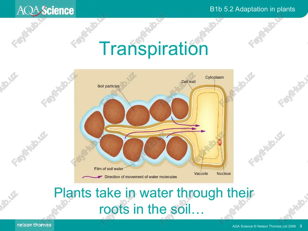 adaptations in plants - Page 3