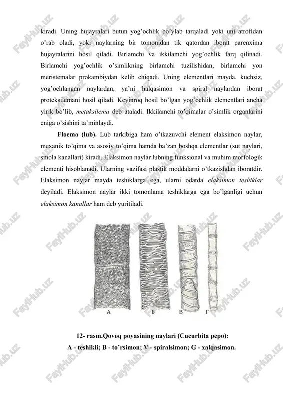 lgan elksimon naylardan tashkil topgan. elaksimon naylar yonida yo’ldosh hujayralar ham qatnashadi. lubning ikkinchi bir elementi parenximadir. parenxima hujayralarda almashinuv reaksiyalari aktiv boradi va odatda zapas moddalardan kraxmal donachalari, moylar har xil organik birikmalar, shuningdek, tanning va smola kabilar to’planadi. lub tarkibiga mexanik to’qima sklerenxima, ya’ni lub tolalari kiradi. ular morfologik jihatdan yog’ochlik tolalariga o’xshash, ammo ko’pchilik o’simliklarda uzunroq bo’lishi va ikkilamchi lublar farq qilinadi. birlamchi lub o’sish konusidagi uchki meristema – prokambiy boylamlaridan kelib chiqadi. ikkilamchi lub esa kambiy faoliyati natijasida vujutga keladi. 13-rasm. qovoq poyasidagi kollateral o’tkazuvchi bog’lam. 1- floema; 2- ksilema; 3- kambiy; 4- lub parenximasi. o’tkazuvchi nay tolali boylamlar o’simlikda keng tarqalgan umumiy to’qimalardan biri bo’lib, uning barcha organlarida uchraydi. u o’tkazuvchi, mexanik va asosiy to’qimalardan iborat. o’tkazuvchi nay tolali boylamlar tarkibiga kiruvchi yog’ochlik va lub har xil shaklda joylashishi mumkin: 1. kollaterial yoki yonma – yon jolashgan boylamlar. yog’ochlik va lub bar radiusda biri ikkinchisi …