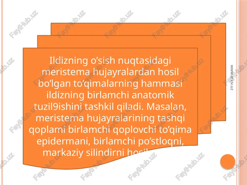 ildizmetomorfozivauninganatomiktuzilishi - Page 3