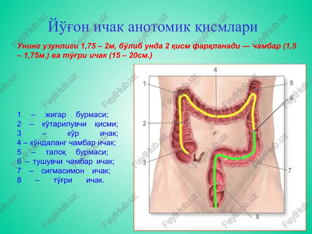 ichakni barcha qismi zararlanishi. klinik kechishi asosiy belgilari: qorinning dam bo'lishi ich kelmasligi qabziyat, ich kelishga mayl yo'qligi ko'rikda: qorin keskin dam bulishi, assimetrik korin ba'zan qabziyat ich surishi bilan alma-shishi (paradoksal ich surishi). umumiy belgilar: bosh og'rig'i, behol-lik, ko'ngilning behuzur bo'lishi, ishtaha yo'qligi davolash girshprungni davolash kattalarda ham bolalarda xam faqat xirurgik yo'l bilan amalga oshiriladi!!! xirurgik davoning asosiy vazifasi ichakdan aganglionar qismni olib tashlash va ichak passajini tiklashga qaratiladi. muvofaqiyatli xirurgik davoga erishish aganglionar qismni radikal olaib tashlash zarur. dyumel operatsiyasi - chambar va to'g'ri ichak aganglionar qism rezektsiyasi, va oxir yon retrorektal kolorektal anastomoz qo'yishdan iborat. nospetsifik yarali kolit bu - yo'g'on va to'g'ri ichaklar shilliq qavatining yarali-nekrotik o'zgarishi bilan kechuvchi surunkali yallig'lanish kasalligi. patogenezi organizm sensibilizatsiyasi autoimmun reaktsiya rivojlanishi ichak shilliq qavatida antigen- antiteloreaktsiyasi kolit, yaralar kelib chiqishi ikkilamchi infektsiya qo'shilishi ichak nerv apparatining buzilishi alimentar etishmovchilik etiologiyasi infektsion naza-riya, allergik jarayon nazariyasi. diagnostika bemor shikoyatlari …