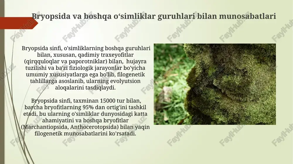 bryopsida sinfi - Page 3