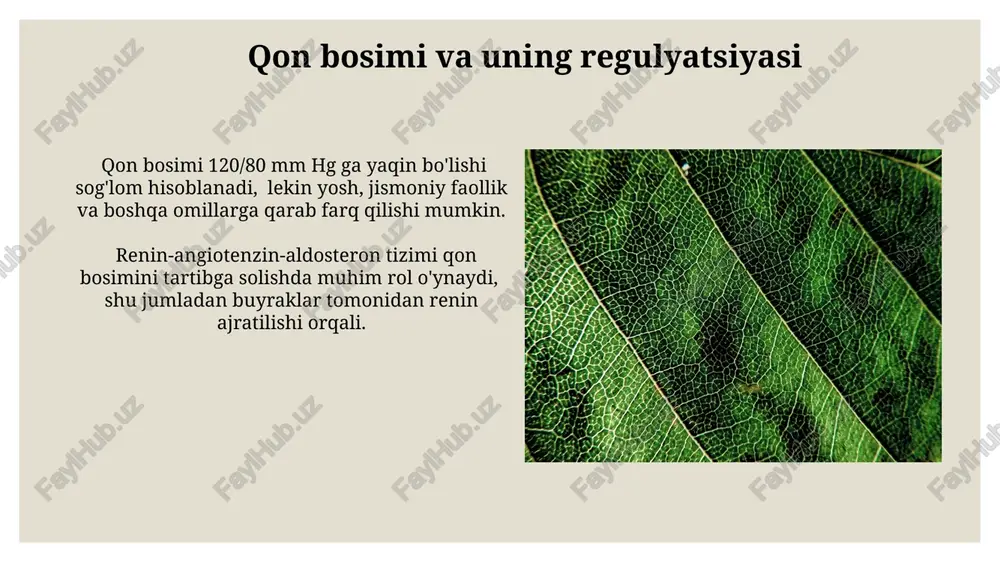 rish tezligini simpatik nerv tizimi adrenalin va noradrenalin gormonlari orqali 100-180 ur/min gacha oshirishi mumkin, bu jismoniy faoliyat yoki stress holatlarida kuzatiladi. yurak urish tezligini sinus tuguni elektr signallari generatsiyasi tezligi aniqlaydi; bu tezlik 0.6-0.8 soniya oralig'ida bo'lib, yurak ritmini tartibga soladi. yurakning elektr faoliyati yurak elektr faoliyati sinus tugunidan boshlanib, taxminan 60-100 marta daqiqada yurak mushaklarini qisqartirish impulslarini hosil qiladi, bu esa yurakning ritmik faoliyatini ta'minlaydi. qorincha kompleksining pqrst tishchalari elektrokardiogrammada (ekq) ko'rinadi va ular yurakning turli xonalarining elektr faoliyatini aks ettiradi, masalan, qrs kompleksi qorincha qisqarishini aks ettiradi. qon aylanishining katta va kichik doiralari katta va kichik doiralar bir-biri bilan uzviy bog'langan bo'lib, yurakning samarali ishlashini ta'minlaydi, qon bosimi 120/80 mm hg atrofida bo'lishi kerak. kichik qon aylanish doirasi (o'pka aylanishi) o'ng qorinchadan boshlanib, kislorodsiz qonni o'pkaga olib boradi, u yerda gaz almashinuvi sodir bo'ladi va kislorodga boy qon chap atriumga qaytadi. yuqori qon bosimi (gipertenziya) gipertenziyaning asosiy …