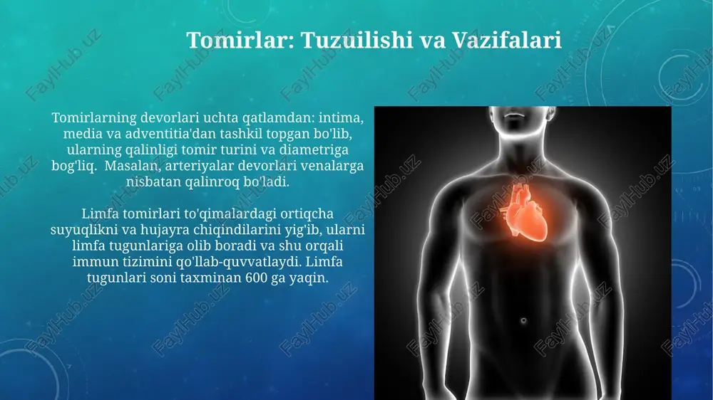 larga yetkazish, karbonat angidrid va metabolik chiqindilarni olib tashlash, immunitet himoyasi va termoregulyatsiya jarayonlarida ishtirok etish kiradi. yurak qorinchalari va bo'limlari chap qorincha, qalin mushak devoriga ega bo'lib, 120 mm simob ustuniga teng bo'lgan kuch bilan qonni butun tanaga haydaydi. bu yuqori bosimli tizimdir. yurak to'rtta bo'limga: o'ng va chap qorinchalar, o'ng va chap bo'lmachalarga bo'linadi, ularning har biri o'ziga xos vazifani bajaradi va qon oqimining yo'nalishini aniqlaydi. yurak kasalliklari: sabablari va alomatlari yuqori qon bosimi (gipertenziya) yurak xurujlari va insultlarning asosiy sabablaridan biri bo'lib, 140/90 mm hg dan yuqori bo'lsa xavf yuqori hisoblanadi. angina pektoris – yurak mushaklariga yetarli miqdorda qon yetib bormaganida paydo bo'ladigan ko'krak qafasi og'rig'i bo'lib, taxminan 50% hollarda yurak kasalliklarining belgisi hisoblanadi. e'tiboringiz uchun rahmat @taqdimot_robot image3.png image4.jpg image5.jpg image6.jpg image7.jpg image8.jpg image9.jpg image10.jpg image11.jpg image12.jpg image13.jpg image14.jpg image15.jpg
