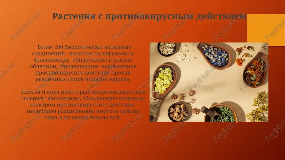 ystviem na 70-80% v zavisimosti ot kontsentratsii. allantoin, soderjashiysya v rasteniyax roda comfrey (okopnik), sposobstvuet zajivleniyu ran i umensheniyu vospaleniya na koje, uskoryaya regeneratsiyu kletok primerno na 20-30%. tipi lekarstvennix rasteniy bolee 25% vsex lekarstvennix preparatov poluchayut iz rasteniy, prichyom mnogie iz nix soderjat slojnie smesi biologicheski aktivnix veshestv, sinergicheski usilivayushix deystvie drug druga. lekarstvennie rasteniya klassifitsiruyutsya po ximicheskomu sostavu na bolee chem 10 grupp, vklyuchaya alkaloidosoderjashie (naprimer, belladonna), glikozidosoderjashie (naprimer, landish) i saponinosoderjashie (naprimer, jenshen). rasteniya s antibakterialnim deystviem mnogie rasteniya, naprimer, evkalipt (bolee 700 vidov), soderjat efirnie masla s virajennim antibakterialnim effektom protiv grampolojitelnix i gramotritsatelnix bakteriy, predotvrashaya infektsii. ekstrakt listev rozmarina, bogatiy rozmarinovoy kislotoy i karnozovoy kislotoy, prodemonstriroval v issledovaniyax in vitro effektivnost protiv bolee 20 shtammov bakteriy, obuslovlennuyu moshnimi antioksidantnimi svoystvami. vzaimodeystvie lekarstvennix rasteniy s drugimi lekarstvennimi sredstvami sovmestniy priyom bolee 2-x lekarstvennix rasteniy, daje traditsionnix, mojet usilit ili oslabit deystvie kajdogo iz nix, privodya k …