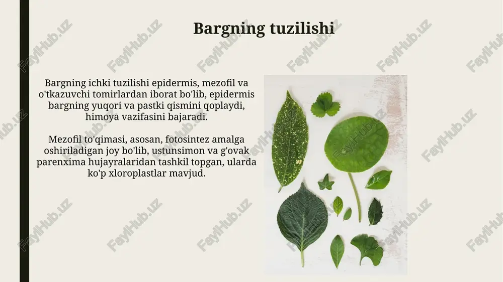da, bargning pastki qismida joylashgan 1000 dan 100000 gacha bo'lgan mikroskopik teshiklardir, ular gaz almashinuvini (co2 va o2) tartibga soladi. stomatalarning ochilishi va yopilishi qo'riqchi hujayralardagi turgor bosimining o'zgarishi orqali boshqariladi; yuqori bosim stomani ochadi, past bosim esa yopadi. barglarning shakllari va turlari oddiy barglar bir nechta bargchadan iborat bo'lmaydi, ularning barg plastinkasi butun yoki bo'laklarga bo'lingan bo'lishi mumkin, 1 tomir tizimi va tutashish joyi bor. murakkab barglar bir nechta bargchalardan iborat bo'lib, har bir bargcha o'z poyachasiga ega va bitta umumiy barg poyasiga birikadi, 3 xil turga ega. barglarning tuzilishidagi moslashuvlar kutikula qalinligi suvni yo'qotishni kamaytirish uchun barg yuzasida moslashadi, ayniqsa qurg'oqchil muhitda bu muhim, bu esa transpiratsiyani nazorat qiladi. mezofil to'qimasida palisad va g'ovak qatlamlarning mavjudligi fotosintezni optimallashtiradi, palisad hujayralari zich joylashganligi sababli yorug'likni maksimal darajada yutadi. barg metamorfozi barg metamorfozi - bu o'simliklarning moslashuvi bo'lib, unda barglar turli vazifalarni bajarish uchun shaklini o'zgartiradi, masalan, tikanlar xavfsizlik uchun …