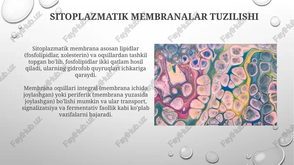 anada joylashgan) oqsillari ishtirokida sodir bo'ladi, ular sinaptik pufakchaning plazma membranasi bilan qo'shilishini ta'minlaydi. immun tizimida fuziya roli immun tizimida fuziya roli antijenlarni taqdim etishda muhim, bunda mhc ii molekulalari lizosoma bilan qo'shilib, peptid-mhc ii kompleksini hosil qiladi. sitotoksik t limfotsitlari (ctl) granüllari fuziyasi nishon hujayralari o'ldirilishini ta'minlaydi, bu jarayonda perforin va granzimlar nishonga yetkaziladi. organellalararo aloqada fuziya organellalararo aloqada fuziya er va mitoxondriyalar oʻrtasida kaltsiyni uzatishni taʼminlaydi, bu hujayra signalizatsiyasi va apoptozni nazorat qilishda muhim rol oʻynaydi. golji apparati fuziyasi transport vezikulalari bilan bogʻliq boʻlib, bu oqsillarning qayta ishlanishi va yetkazilishi uchun zarur, bu esa hujayra sekretsiyasining asosidir. membrana fuziyasining ahamiyati membrana fuziyasi, hujayra ichidagi transportda muhim rol o'ynaydi, masalan, golgi apparatidan 50-100 nm vezikulalar orqali oqsillarni yetkazib berish. nerv hujayralarida neyrotransmitterlarning chiqarilishi membrana fuziyasi orqali amalga oshiriladi; 10-30 piko metr hajmdagi vezikulalar sinaptik bo'shliqqa qo'shiladi. fuziya buzilishlari bilan bog'liq kasalliklar mukovistsidoz, cftr oqsilidagi nuqsonlar tufayli kelib chiqadi, bu …