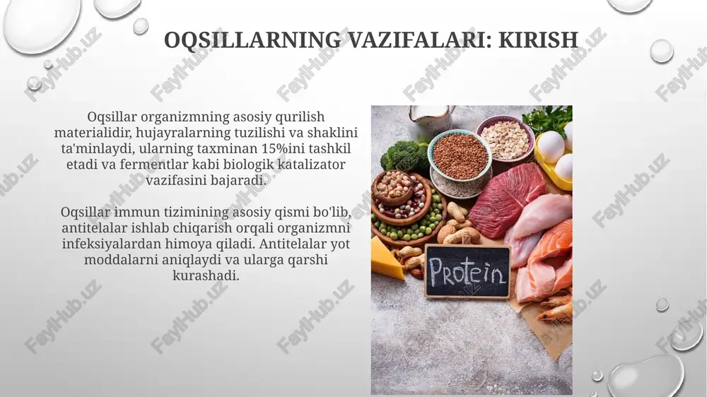fermentlar murakkab oqsillar bo'lib, ular biologik katalizatorlar vazifasini bajaradi va kimyoviy reaksiyalarning tezligini millionlab martagacha oshiradi. ushbu jarayonlar hayotiy ahamiyatga ega. fermentativ faollik maxsus substrat bilan bog'lanish uchun faol markazga tayanadi, bu esa mahsulot hosil bo'lishi uchun zarur bo'lgan o'tish holatini barqarorlashtirish orqali aktivatsiya energiyasini pasaytiradi. oqsillarning tashish vazifasi gemoglobin qonda kislorod (o2) tashishda muhim rol o'ynaydi; har bir gemoglobin molekulasi to'rtta kislorod molekulasini bog'lay oladi, bu esa effektiv tashishni ta'minlaydi. transferrin temir (fe3+) ionlarini qon plazmasi orqali suyak iligi va jigarga tashishda muhim protein hisoblanadi, bu esa gemoglobin sintezi uchun zarurdir. oqsillarning immunitetdagi roli antitelalar, immunoglobulinlar deb ham ataladi, oqsillar bo'lib, patogenlarni, masalan, viruslar va bakteriyalarni zararsizlantirish uchun organizm tomonidan ishlab chiqariladi va ularga bog'lanadi. ular 7s globulin sifatida tasniflanadi. komplement tizimi 30 dan ortiq oqsillardan iborat bo'lib, antitelalarga patogenlarni yo'q qilishda yordam beradi, yallig'lanishni kuchaytiradi va immun hujayralarini patogenlar joylashgan joyga jalb qilish uchun ishlaydi. oqsillarning harakatlanishdagi ahamiyati …