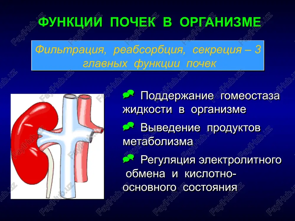 rda zlokachestvennaya gipertenziya emboliya legochnoy arterii tamponada perikarda zabolevaniya klapanov serdtsa zastoynaya serdechnaya nedostatochnost aritmii ostriy endokardit (prodoljenie) sostoyaniya, svyazannie so snijeniem perfuzionnogo davleniya v rezultate sistemnoy vazodilyatatsii (snijenie ad sist bolee, chem na 20 mm rt.st. v techenie chasa): shoki razlichnogo geneza - gipovolemicheskiy - septicheskiy - anafilakticheskiy sindrom poliorgannoy nedostatochnosti sepsis ishemiya (prodoljenie) deystvie lekarstvennix preparatov: adrenalin, noradrenalin, β-blokatori, indometatsin arterialnaya ishemiya, svyazannaya s operativnimi vmeshatelstvami: na sosudax – perejatie sosudov, nalojenie zajima na aortu vishe mesta otxojdeniya pochechnix arteriy, jgut operativnie vmeshatelstva u pojilix patsientov visokogo riska (serdechno-legochnoe shuntirovanie, rezektsiya abdominalnoy anevrizmi) (prodoljenie) stepeni povrejdeniya pochek pri gipoperfuzii kortikalnaya gipoperfuziya – obichno proyavlyaetsya prerenalnoy azotemiey. prerenalnaya azotemiya – funktsionalnoe narushenie funktsii pochki – snijenie klubochkovoy filtratsii vsledstvie gipoperfuzii bez strukturnogo porajeniya pochki. funktsiya vosstanavlivaetsya nemedlenno posle likvidatsii etiologicheskogo faktora i vosstanovleniya pochechnogo krovotoka. medullyarnaya gipoperfuziya – proyavlyaetsya pogranichnim sostoyaniem mejdu prerenalnoy azotemiey i ostrim kanaltsevim nekrozom. (prodoljenie) …