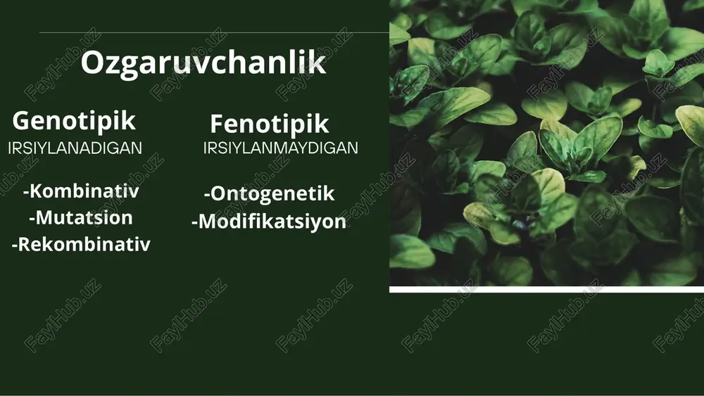 m ochiq, agli zaif, bepusht bo'ladi. klaynfelter sindromi klaynfelter sindromikasalligiga duchor bo'lgan shaxslar jinsiy xromosomalar bo'yicha xxy geno- tipiga ega bo'ladilar. shuning hisobiga ulardagi diploid xromosomalar soni odatdagicha 46 ta emas, balki 47 ta bo'ladi. klaynfelter sindromi kasaliga du chor bo'lgan shaxslarda jismoniy, aqliy ularda qo'1 va oyoglar haddan tashqari uzun bo'ladı. yelka chanoqga nisbatan tor bo'lib jinsiy bezlarning rivojlanishi buziladi. balog'atga yetish davridan boshlab, bir qadar agliy gologlik yuzaga keladi. bu kasallik o'rta hisobda yangi tug'ilgan 500 ta o'g'il boladan bittasida uchraydi. shersherskiy terner sindromi bu kasallikka duchor bolgan ayollarda juft gomologık jinsiy xromosomalar soni bittaga kamayadı. ularda xromosoma soni 46 ta emas, balki 45 ta bo'lib qoladi. bunday ayollarning bo'yi juda past, bo'yni juda gisqa bo'ladi. ularda tuxumdon rivojlanmagan, ikkilamchi jinsiy belgilar ham juda sust namoyon bo'ladi. «shereshevskiy-terner sindromi» kasalligi o'rta hisobda yangi tug'ilgan 5000 gizdan bittasida uchraydi xromosoma mutatsiyalari. har bir biologik tur boshqa turdan xromo-somalarning soni, …