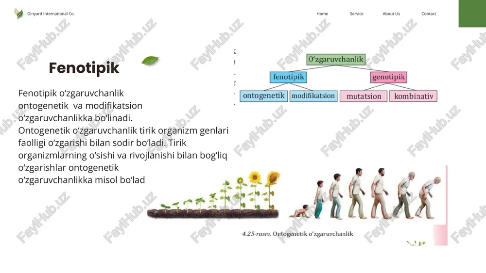somiya – xromosoma sonining bittaga ortishi (2n+1); 3) polisomiya – xromosoma sonining 2 tadan ko‘p ortishi (2n+3), (2n+4); 4) poliploidiya – xromosoma sonining karra nisbatda ortishi (n2), (n3), (n4). monosomiya orqali tirik organizmdagi xromosomalarning funksiyasini aniqlash mumkin. contactabout usservicehomeginyard international co. monosomiya orqali tirik organizmdagi xromosomalarning funksiyasini aniqlash mumkin. g‘o‘za va bug‘doyning xromosomalari sonini bittaga kamaytirish orqali ularning monosomik liniyalari yaratilgan. g‘o‘zada 2n=26 xromosoma bo‘lib, ularni bittaga kamaytirish orqali aynan shu xromosomada joylashgan gen faoliyatini aniqlash mumkin. trisomiya – xromosoma sonining bittaga ortishi. tamaki o‘simligida xromosoma soni 2n=24, n=12. olimlar tomonidan 25 ta xromosomaga ega tamakining 12 xil kombinatsiyasi hosil qilingan. ularning barchasi bir-biridan farq qilgan va yashovchanlik darajasi keskin pasaygan. odamda daun sindromi 21- xromosomaning trisomiyasi tufayli kelib chiqadi. meyoz jarayonida 21-juft xromosoma bir-biridan ajralmay bir qutbga tarqaladi. natijada 24 ta xromosomaga ega tuxum hujayra normal spermatozoid (n=23) bilan urug‘lanib, 47 xromosomali zigotaning rivojlanishiga olib keladi. odatda daun sindromli …