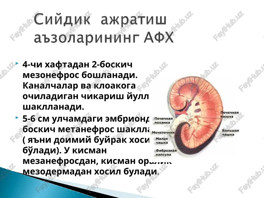 ndromi- o'tkir gn nefritik sindrom bilan nefrotik sindrom bilan shish ,gipertenziya va gematuriya bilan aloxida siydik sindromi shish gipertenziya proteinuriya gematuriya mochevina, kreatinin, leykotsituriyani tranzitor oshishi koptokcha filtratsiyasini buzilishi kontsentratsion funktsiyani buzilishi nefritik sindrom-tsiklik kechishi bilan xarakterlanadi nefrotik sindrom-tulkinsimon kechadi shish , gipertenziya, gematuriya bilan - uzok davom etishi, buyrak funktsiyasini turgun buzilishi, sbe. boshlang'ich davr (2-4 xafta) so'nish davri ( 2-4 oy) sog'ayish yoki surunkali shaklga o'tish gematurik forma nefrotik forma aralash forma massiv shishlar proteinuriya 2,5 gr./sut dan ortik gipo- va disproteinemiya giperxolesterinemiya buyrak funktsiyasi saklangan minimal morfologik uzgarishlar retsidivlar bilan kechishi glyukokortikoidlarga musbat effekt. nefroticheskaya forma shish noselektiv proteinuriya gematuriya gipertenziya anemiya buyrak funktsiyasi kisman buzilgan proliferativ-membranoz glomerulit 2-6 yil ichida sbe immunosupressiv terapiya kam effektiv. siydik sindromi bilan xarakterlanadi mikrogematuriyadan to makrogematuriyagacha kisman proteinuriya ab normada shishlar yuk buyrak funktsiyasi saklangan proliferativ eki proliferativ-membranoz glomerulit . progressiv gematuriya kuchli proteinuriya shishlar gipertenziya buyrak funtsiyasini progressiv susayishi. …