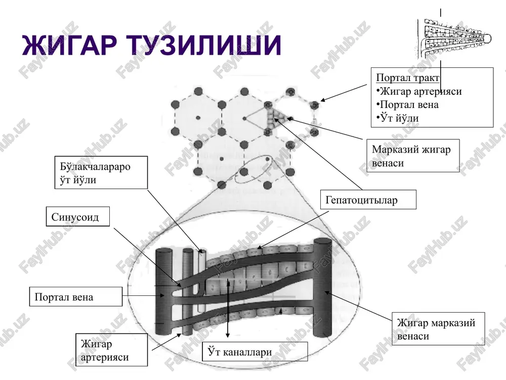 vitsya neobnarujimim, i urovni aminotransferase normalizuyut. k sojaleniyu, bolshinstvo (75 % k 85 %) patsientov s ostroy hcv infektsiey razvivaet xronicheskuyu infektsiyu, kotoraya mojet vesti k bolezni pecheni, vklyuchaya otkaz(neudachu) 2 pecheni i tsirroz pecheni progressiya hcv infektsii k sushestvennomu povrejdeniyu(usherbu) pecheni mojet vzyat 20 let ili bolshe. v techenie pervix desyatiletiy posle infektsii, bolezn svyazana bez priznakov ili fizicheskix priznakov(podpisey) i, sledovatelno, otnositelno nizkaya chastota smertnosti. v techenie 20 - 30 let, 10 % 20 % xronicheski zarajennix(infitsirovannix) patsientov razvivayut patsientov tsirroza pecheni 2, kotorie razvivayutsya, tsirroz pecheni v techenie etogo perioda, bolee veroyatno, umret ot svyazannix s pechenyu prichin chem ot hcv infektsii. smertnost ot xronicheskoy bolezni pecheni raspolagaetsya ot 1 % do 5 % ejegodno 3 hcv infektsiya - glavniy faktor riska dlya razvitiya sereznoy bolezni pecheni stadii(stseni) kontsa, vklyuchaya hepatocellular kartsinoma (hcc). v techenie 20 let posle nachala hcv infektsii, 1 % 5 % patsientov s …