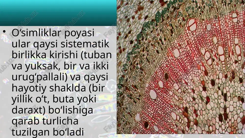 o‘simliklar va daraxtlar anatomiyasi - Page 3