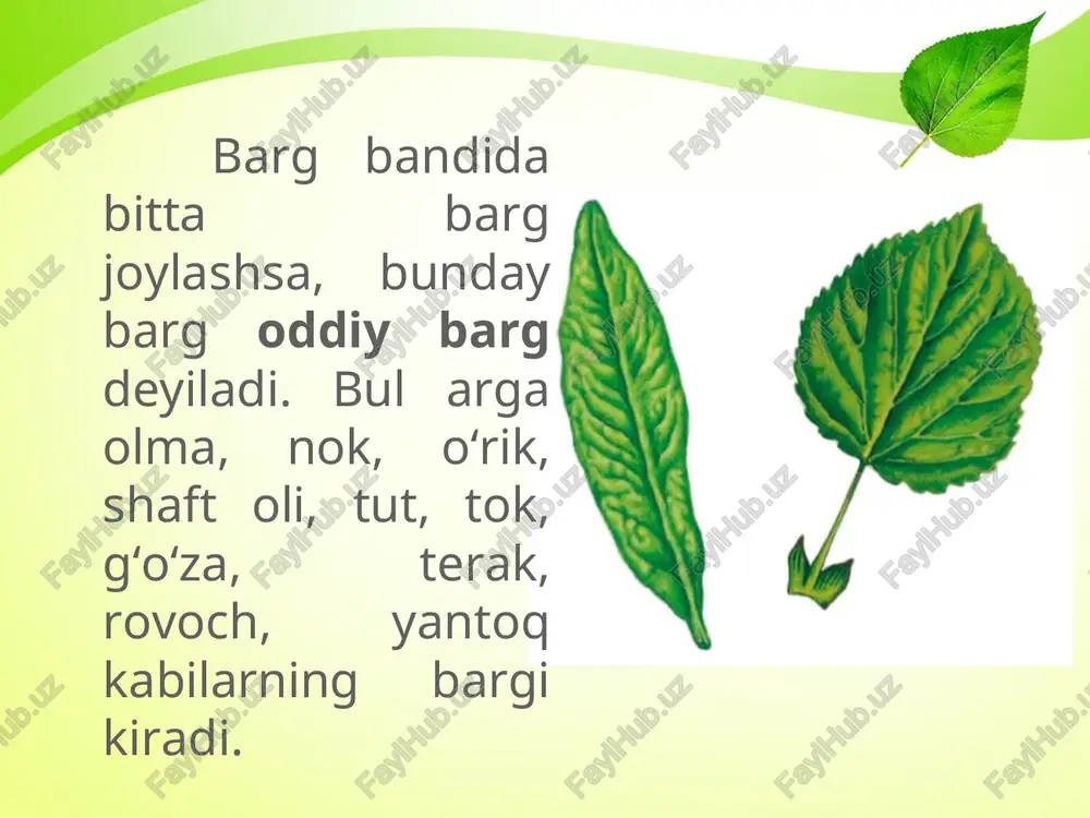 o‘simliklarning barg shaklari - Page 3