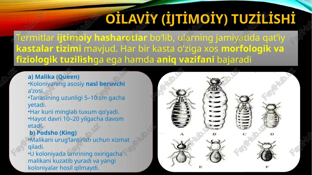 ftlar ichdan bo‘shab, kuchini yo‘qotadi; bino mustahkamligi pasayadi, hatto qulash xavfi tug‘iladi; zararlangan joy tashqaridan sezilmaydi, chunki termitlar ichki qatlamlarda yashaydi. uy-joylar va mebel yog‘och mebellar, shkaf, eshik, stol-stullar ichidan kemiriladi; ularning shakli saqlanadi, ammo ichki tuzilishi yemirilgan bo‘ladi; shu sababli mebel oson singadi yoki qulab tushadi image2.png image3.jpeg image4.jpeg image5.jpeg image6.png image7.jpeg image8.jpeg image1.png /docprops/thumbnail.jpeg