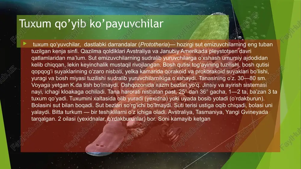 ng yelkasi va dumidagi tuklar juda uzun (40 sm cha), tumshugʻi naysimon, tishlari yoʻq; oldingi oyoqlaridagi tirnogʻi mustahkam, ilmoqsimon qayrilgan. tamandua va kichik ch. dumi tuksiz. ch. okshomda va tunda faol. asosan, chumoli va termitlar uyasini buzib, ularni yopishqoq uzun (60 sm cha) tili bilan tutib yeydi. yilda bitta bola tugʻadi. ch. meksikadan boliviyagacha boʻlgan joylarda, braziliya va shim. argentinaning tropik oʻrmonlari hamda butazor dashtlarida tarqalgan. katta ch. kamayib ketgani uchun muhofazaga olingan. chumolixo’r o’rta darrandalar yoki haltalilar xaltalilar (metatheria) yoki qopchiqlilar – tirik tugʻuvchi sut emizuvchilar infrasinfi (ayrim maʼlumotlarga koʻra, turkum). gavdasining uzunligi 4–160 sm. koʻpchilik xaltalilar urgʻochisida bolasi xalta ichida rivojlanadi. xalta ichida sut bezlari soʻrgʻichi boʻladi. bosh miyasi tuban tuzilgan. yoʻldosh (xaltali boʻrsiqlardan tashqari) hosil boʻlmaydi. boʻgʻozlik davri 12,5–45 kun, bolasi nimjon (uzunligi 0,5–3 sm) tugʻiladi, koʻpincha xaltasi ichidagi sut bezi soʻrgʻichiga yopishib olib, 250 kun davomida rivojlanadi. sut maxsus muskullar yordamida bolasi ogʻziga siqib chiqarib turiladi. …