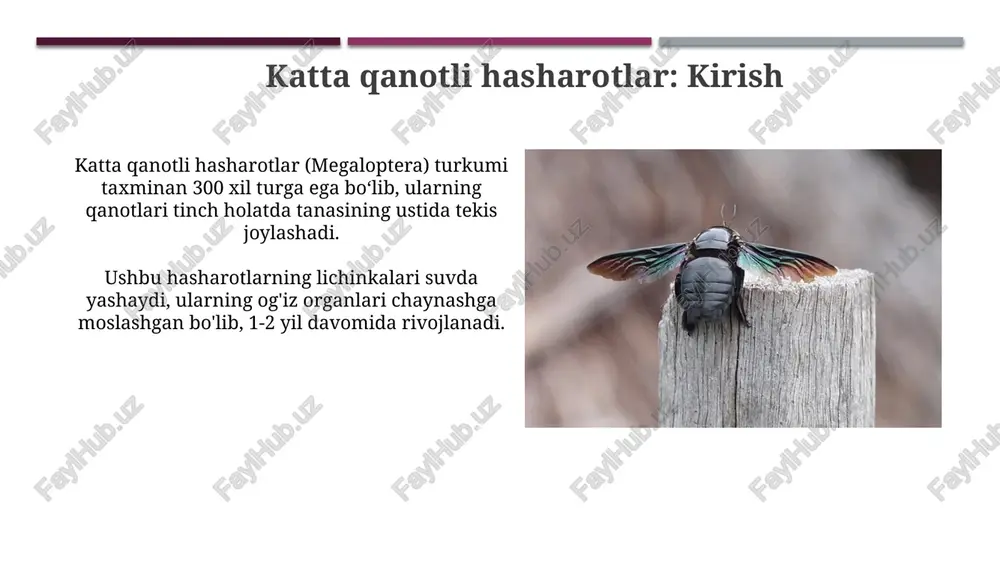 hloq xo'jaligi ekinlarini ekishda turli xil ekinlarni almashlab ekish usulini qo'llash, bu esa tuproq unumdorligini oshiradi va zararkunandalarning tarqalishini kamaytiradi. katta qanotli hasharotlarni o'rganish katta qanotli hasharotlarni o'rganish, ularning filogenetik munosabatlarini aniqlash uchun dnk sekvensiyasi va morfologik xususiyatlardan foydalanishni o'z ichiga oladi. bu turli guruhlarning evolyutsion tarixini tushunishga yordam beradi. aerodinamika va bio-inspiratsiyani o'rganish katta qanotli hasharotlarning parvoz mexanizmlarini tahlil qilishni talab etadi. qanot shakli, harakati va chastotasi parvoz samaradorligiga ta'sir qiladi. xulosa va kelajakdagi yo'nalishlar katta qanotli hasharotlarning 3d modellari turlarni aniqlash va ularning parvoz xususiyatlarini o'rganish uchun kelajakda qo'llanilishi mumkin. genomni ketma-ketlashtirish va filogenetik tahlil hasharotlarning evolyutsion aloqalarini aniqlashda yordam beradi, biologik xilma-xillikni 20% ga oshiradi. e'tiboringiz uchun rahmat image1.png image2.jpg image3.jpg image4.jpg image5.jpg image6.jpg image7.jpg image8.jpg image9.jpg image10.jpg image11.jpg image12.jpg image13.jpg